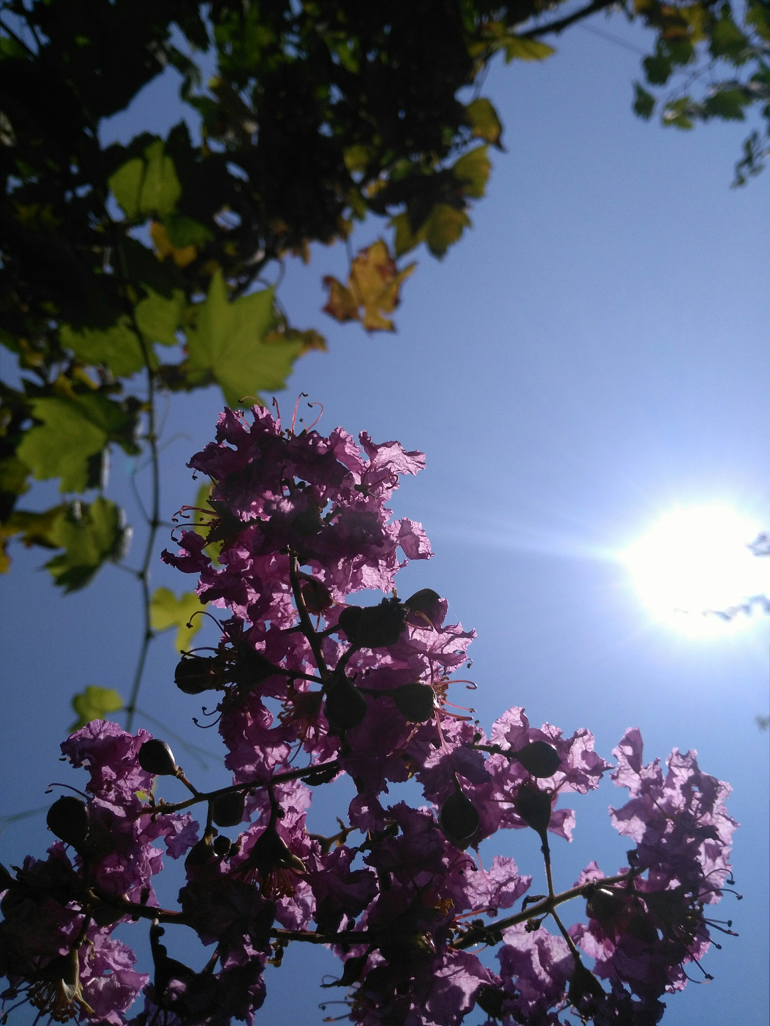 HUAWEI GR5 sample photo