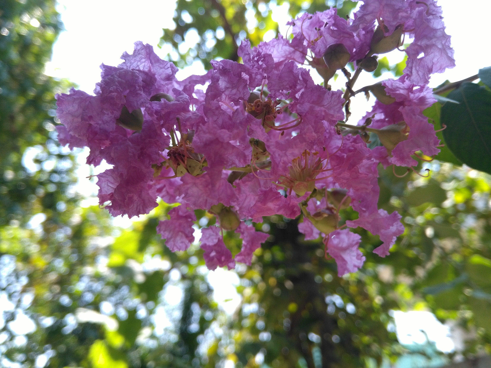 HUAWEI GR5 sample photo