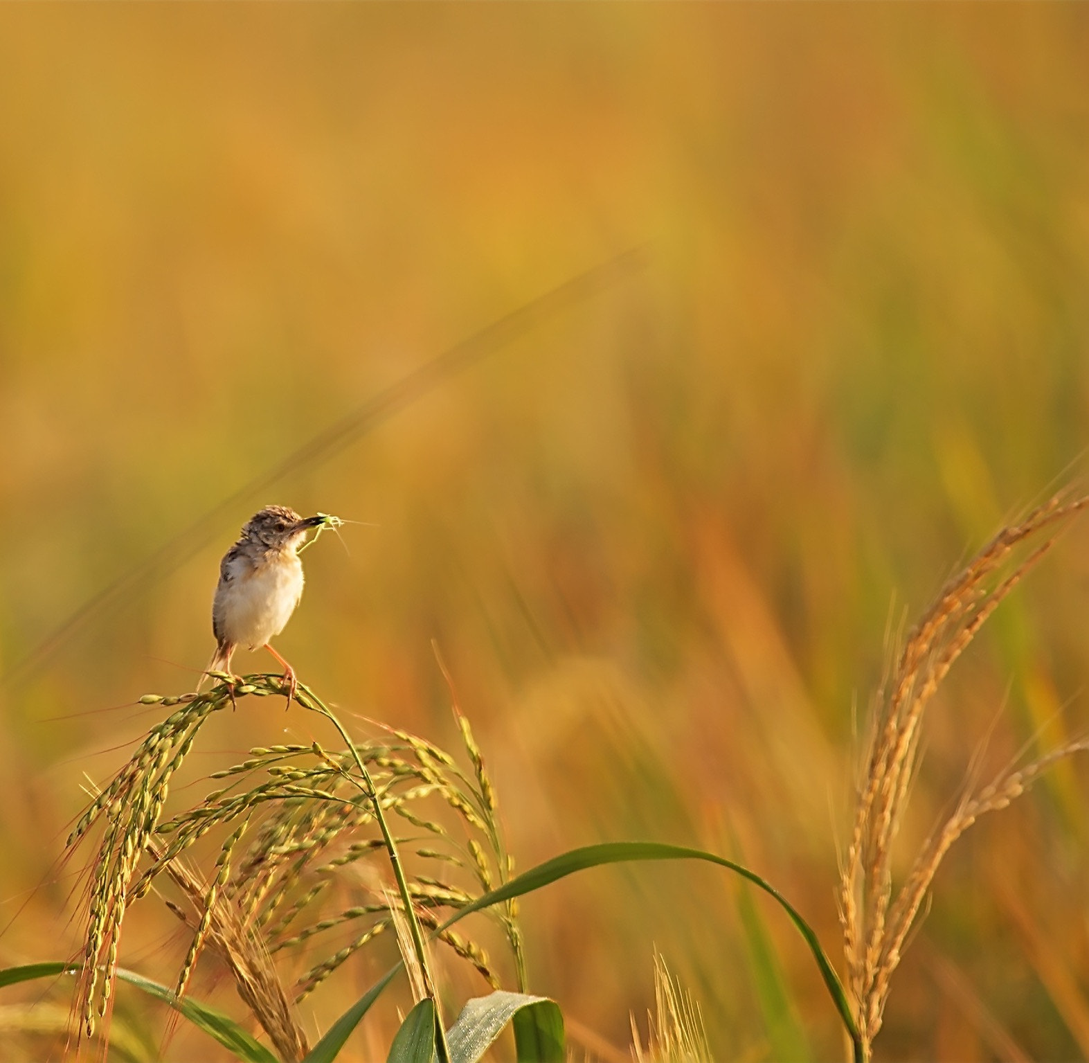 Sigma 150-500mm F5-6.3 DG OS HSM sample photo