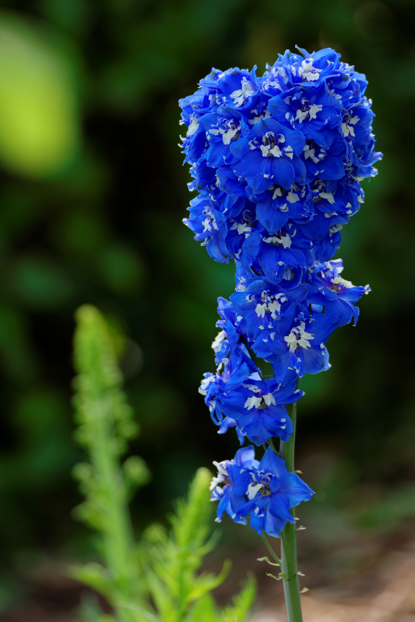 Sigma 150-600mm F5-6.3 DG OS HSM | S sample photo. The blue queen photography