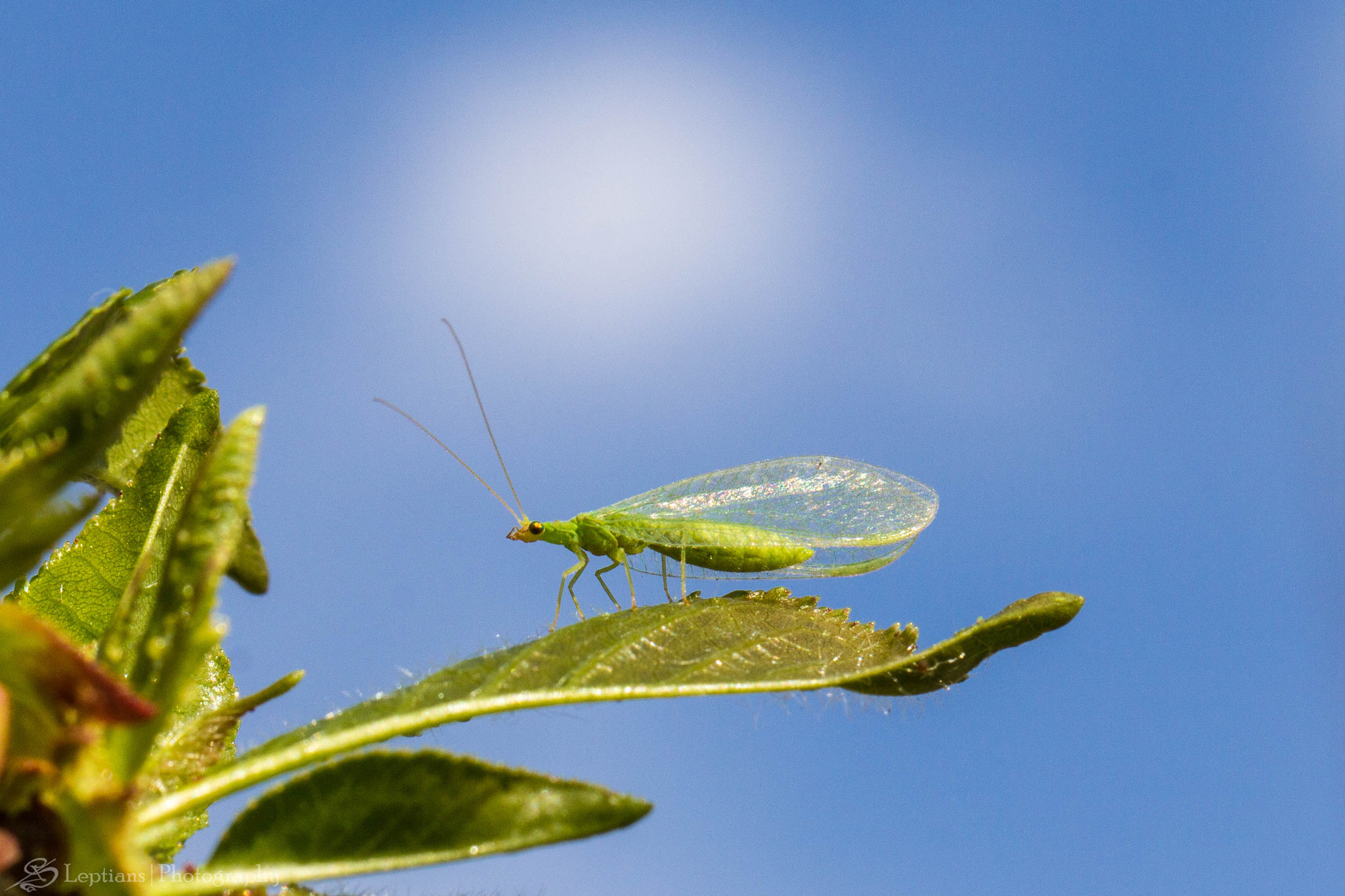 Canon EF 100mm F2.8L Macro IS USM sample photo. Green lacewing photography