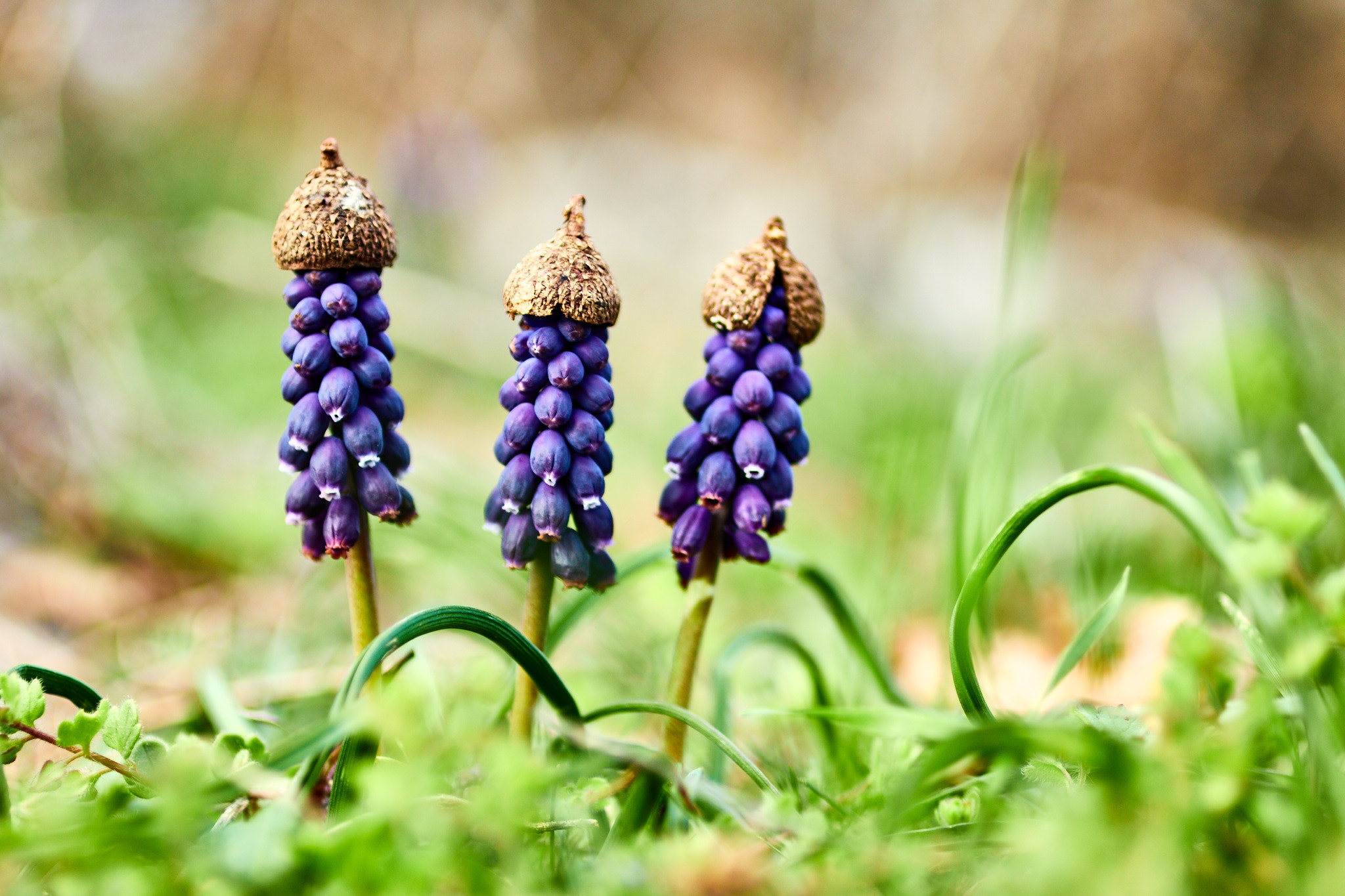 Canon EOS 70D + Canon EF 50mm F2.5 Macro sample photo. Friends photography