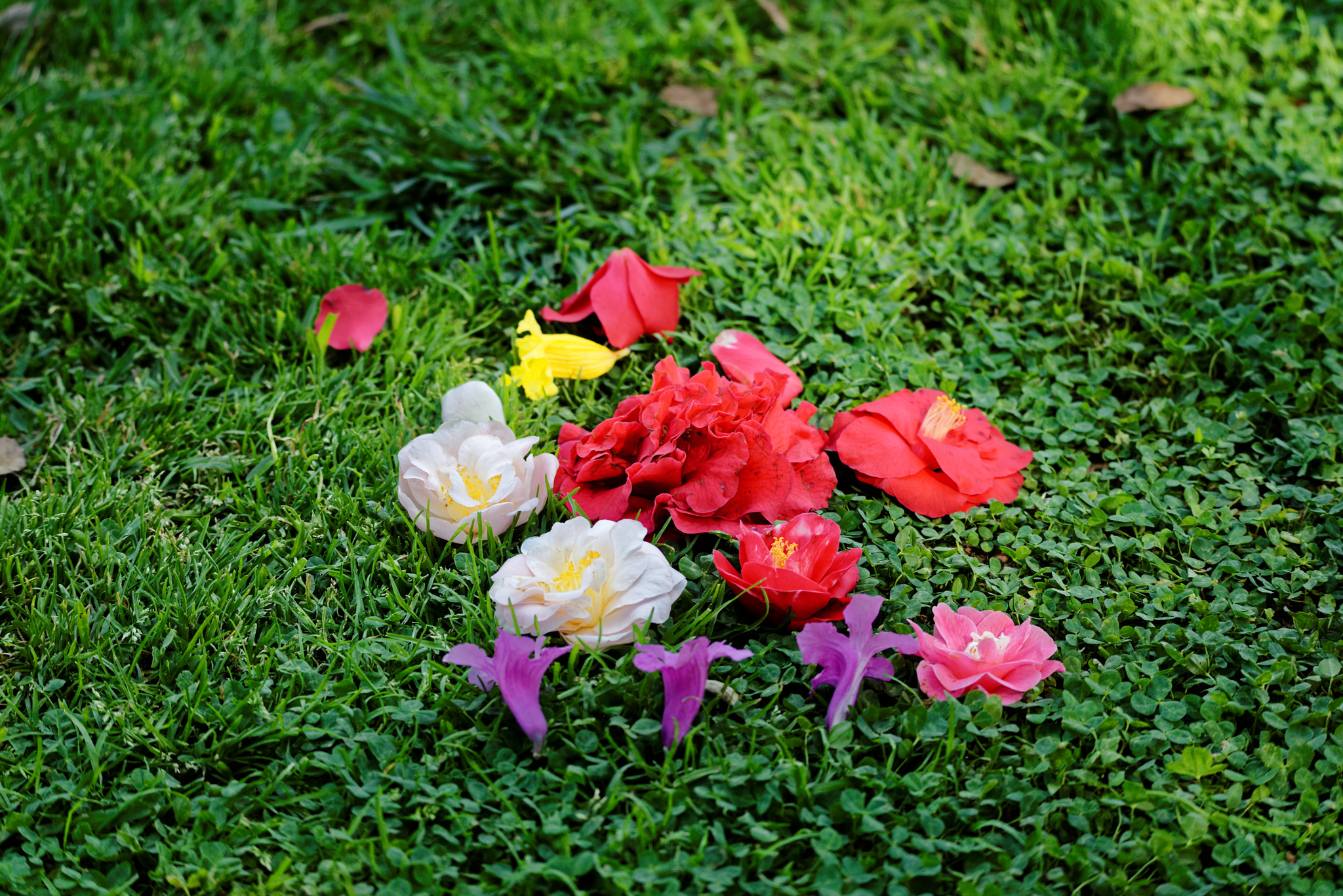 Sigma 150-600mm F5-6.3 DG OS HSM | S sample photo. The last congregation of the fallens photography
