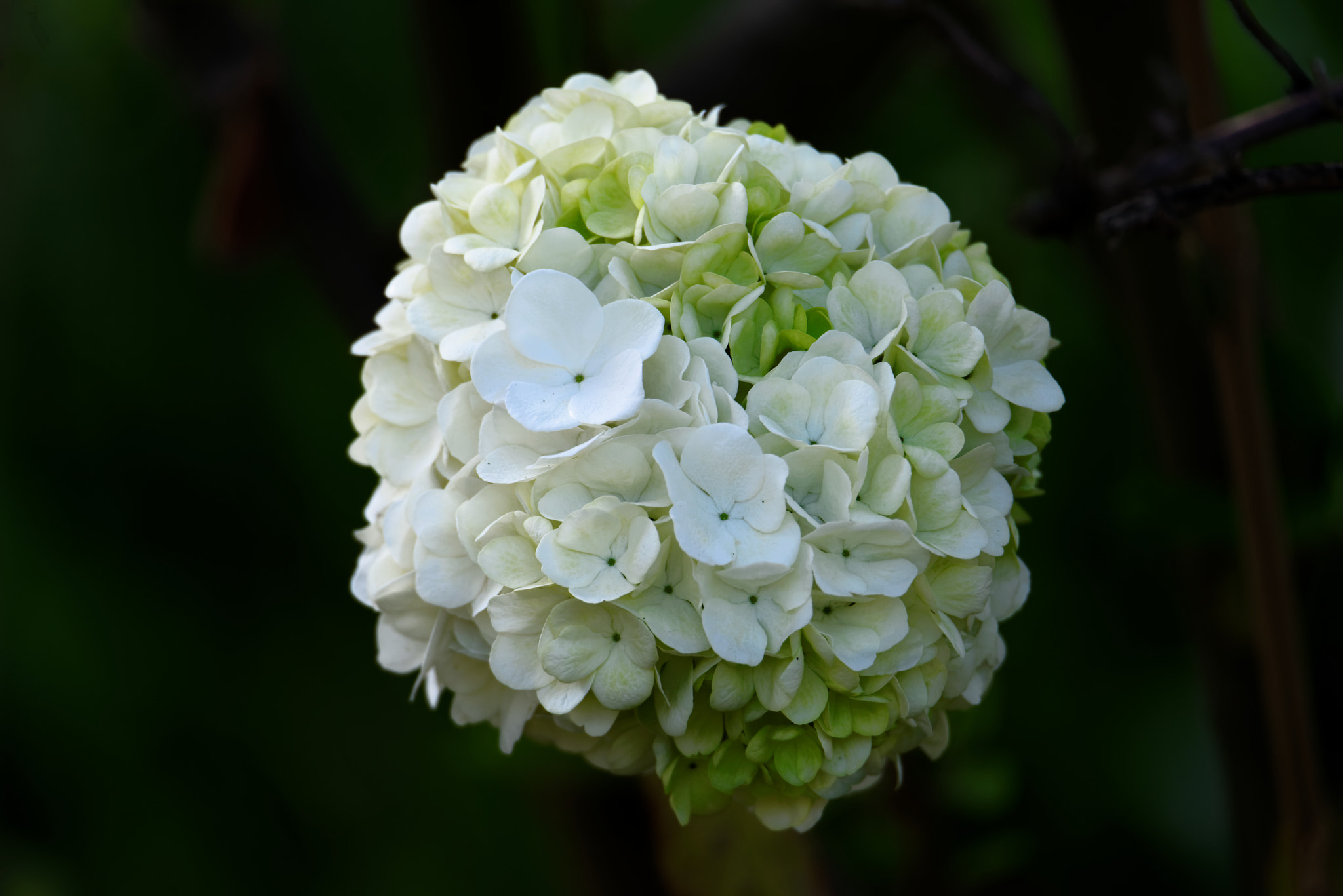 Sigma 150-600mm F5-6.3 DG OS HSM | S sample photo. Ball of joy photography