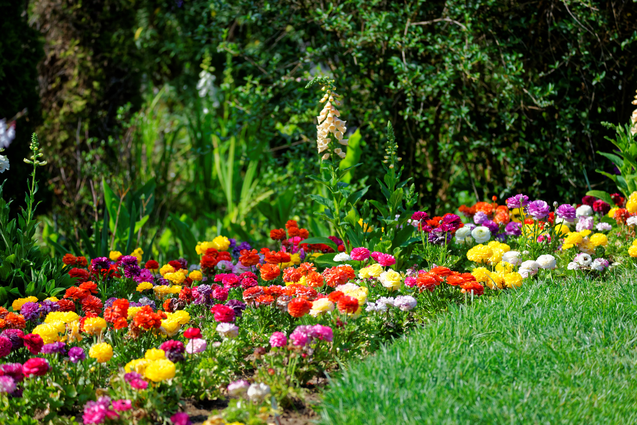 Sigma 150-600mm F5-6.3 DG OS HSM | S sample photo. Spring colors photography