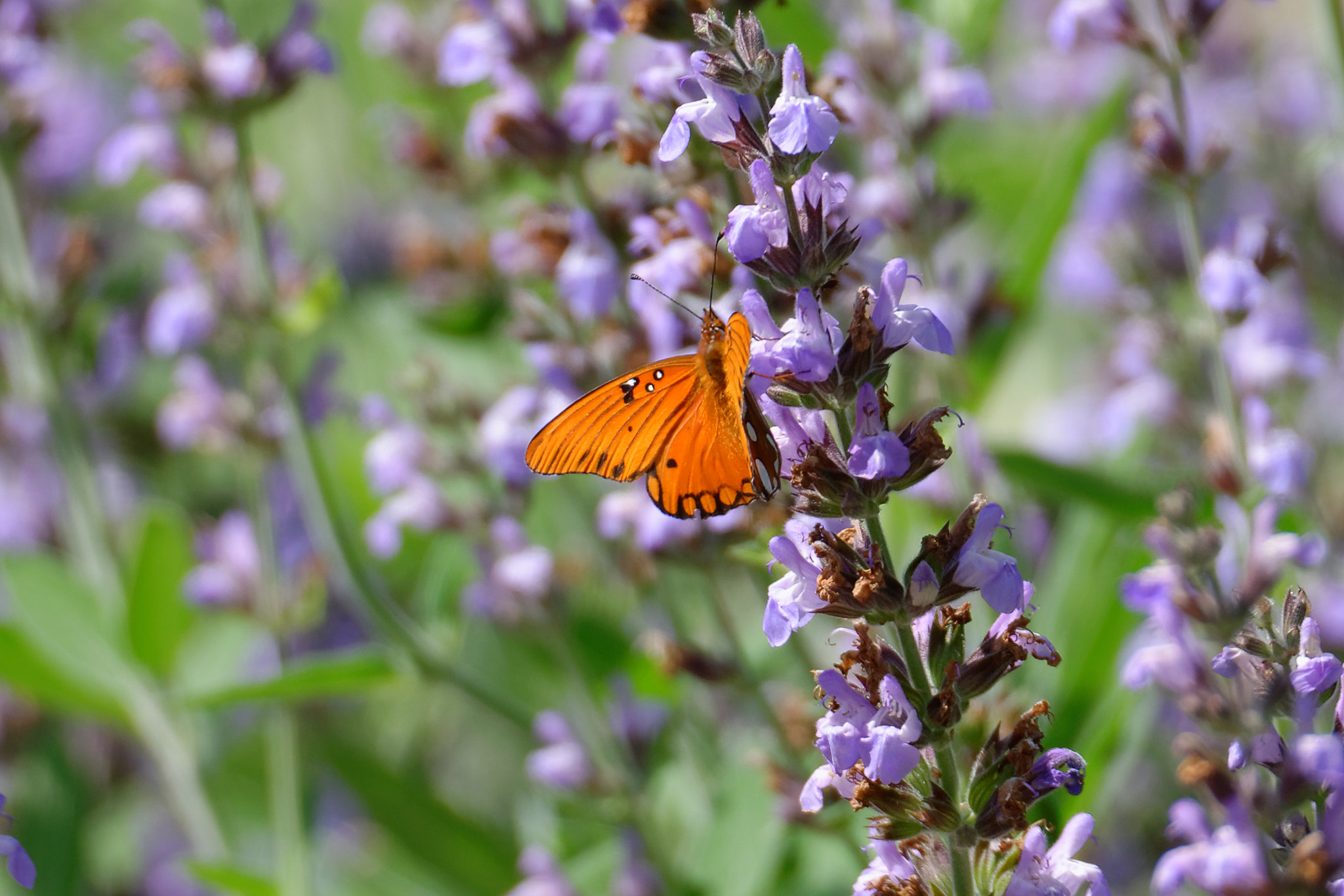 Nikon D800 + Sigma 150-600mm F5-6.3 DG OS HSM | S sample photo. Buttery browned butter butterfly photography