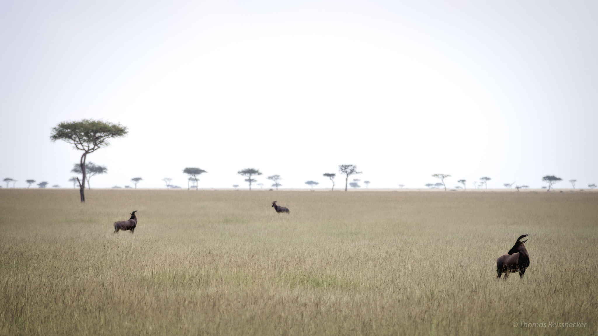 Sony 70-300mm F4.5-5.6 G SSM sample photo. Dots in scenery, wildlife of the masai mara photography