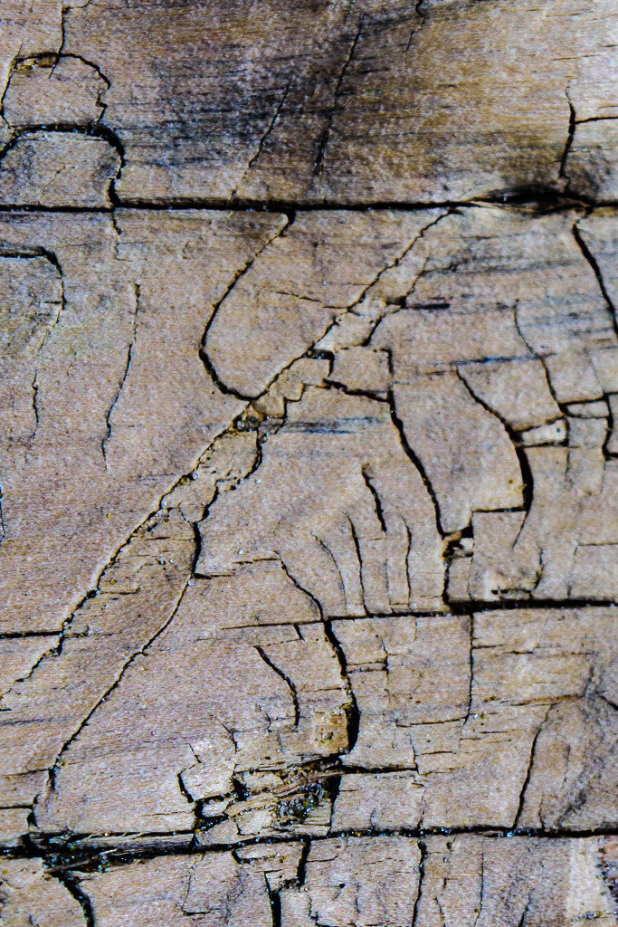 Nikon D7200 sample photo. Driftwood texture photography