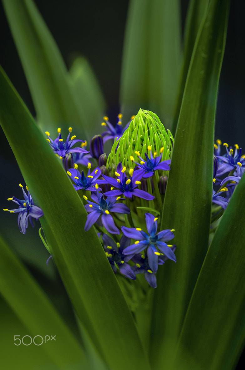 Pentax K-5 + Sigma sample photo. Scilla peruviana photography