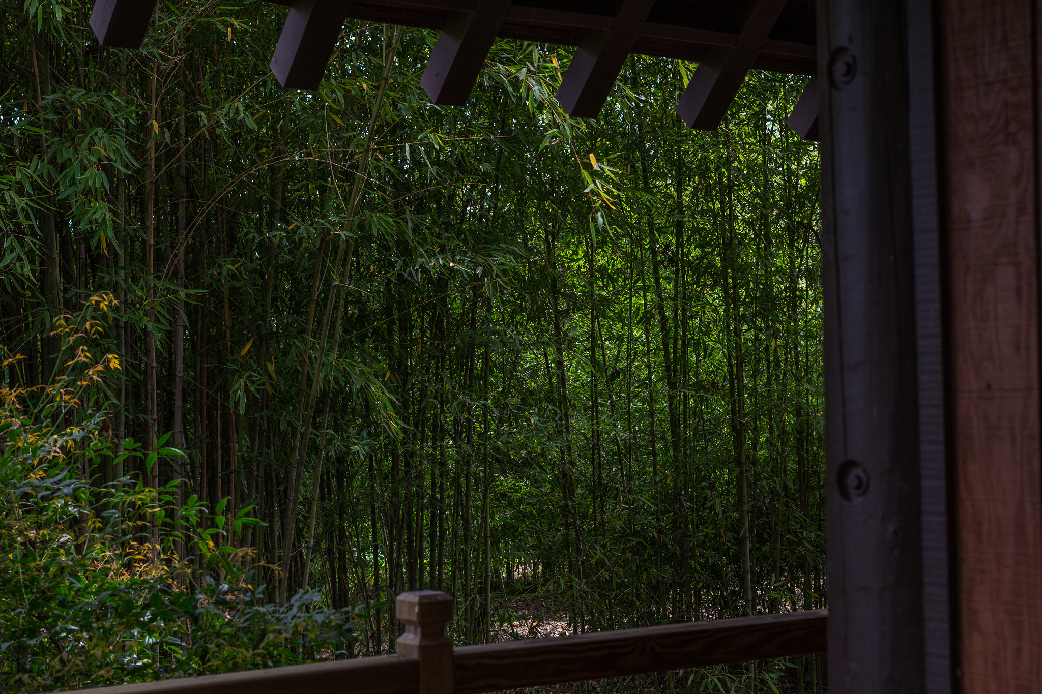 Canon EF 40mm F2.8 STM sample photo. Emerald curiosity photography