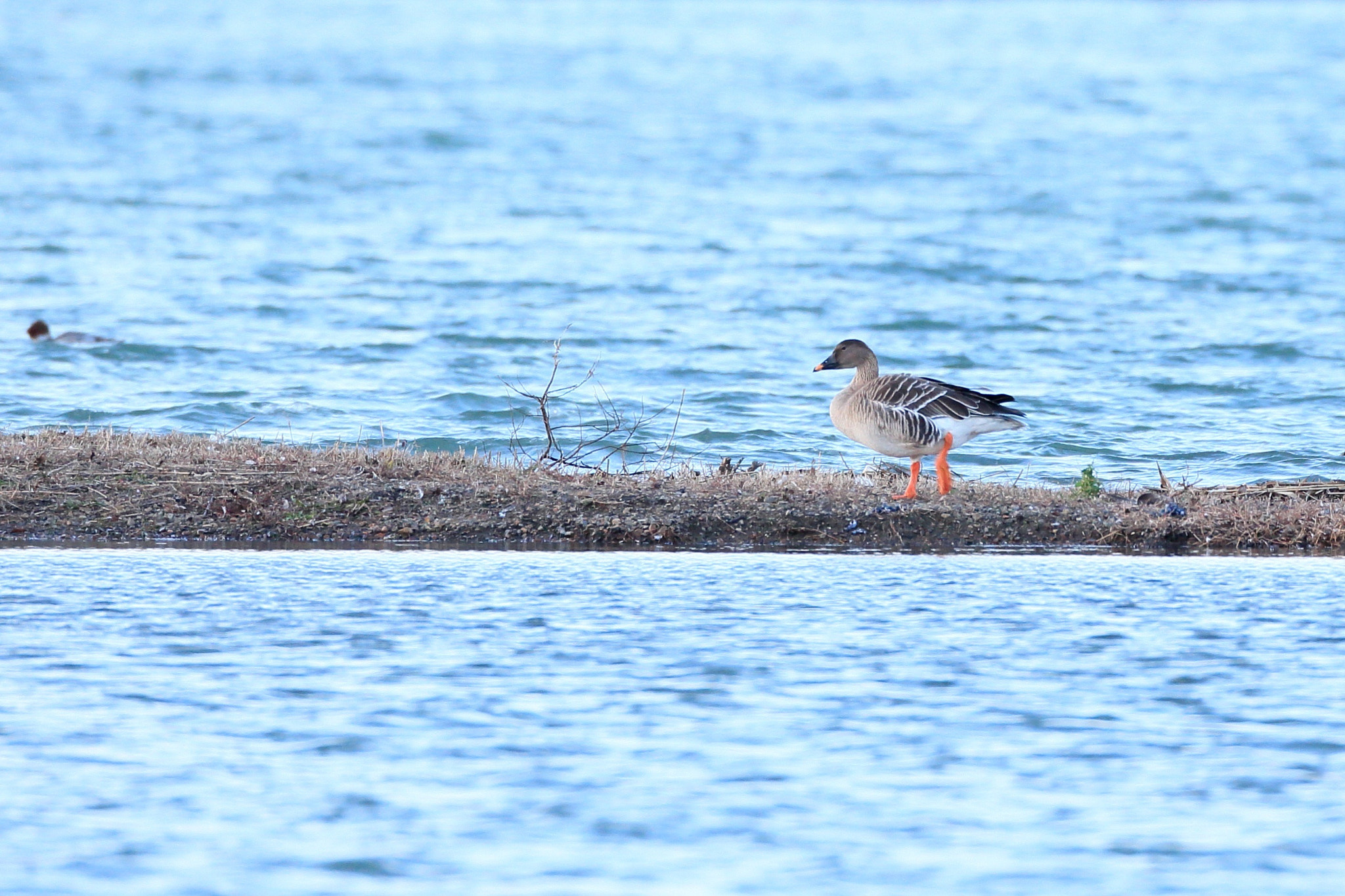 Canon EOS-1D X + Canon EF 800mm F5.6L IS USM sample photo. オオヒシクイ bean goose photography