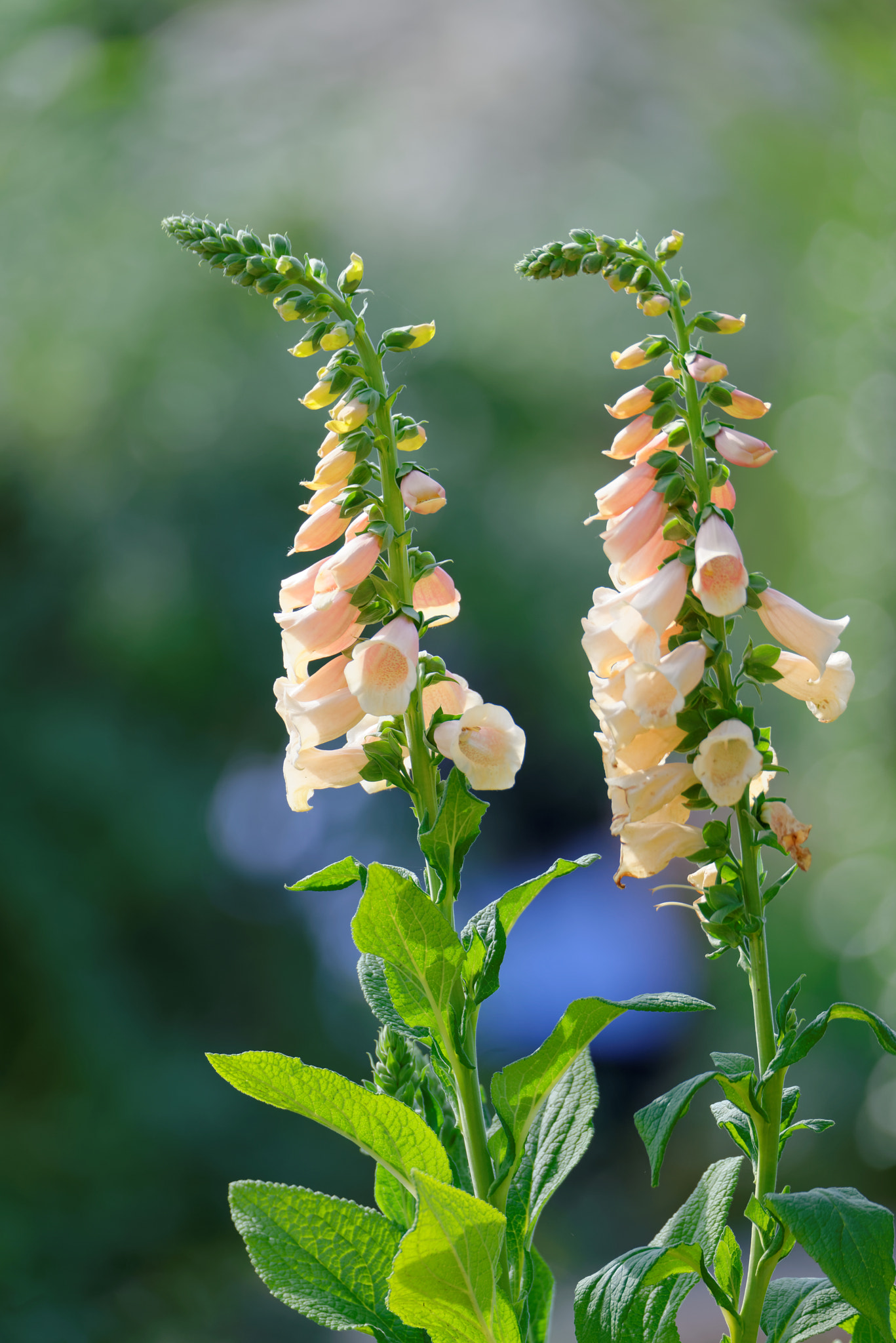 Sigma 150-600mm F5-6.3 DG OS HSM | S sample photo. The two towers photography
