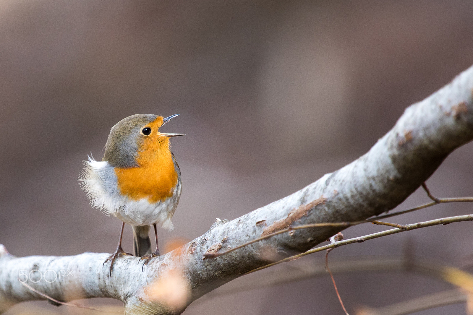 Canon EF 100-400mm F4.5-5.6L IS USM sample photo. Robin calling  photography