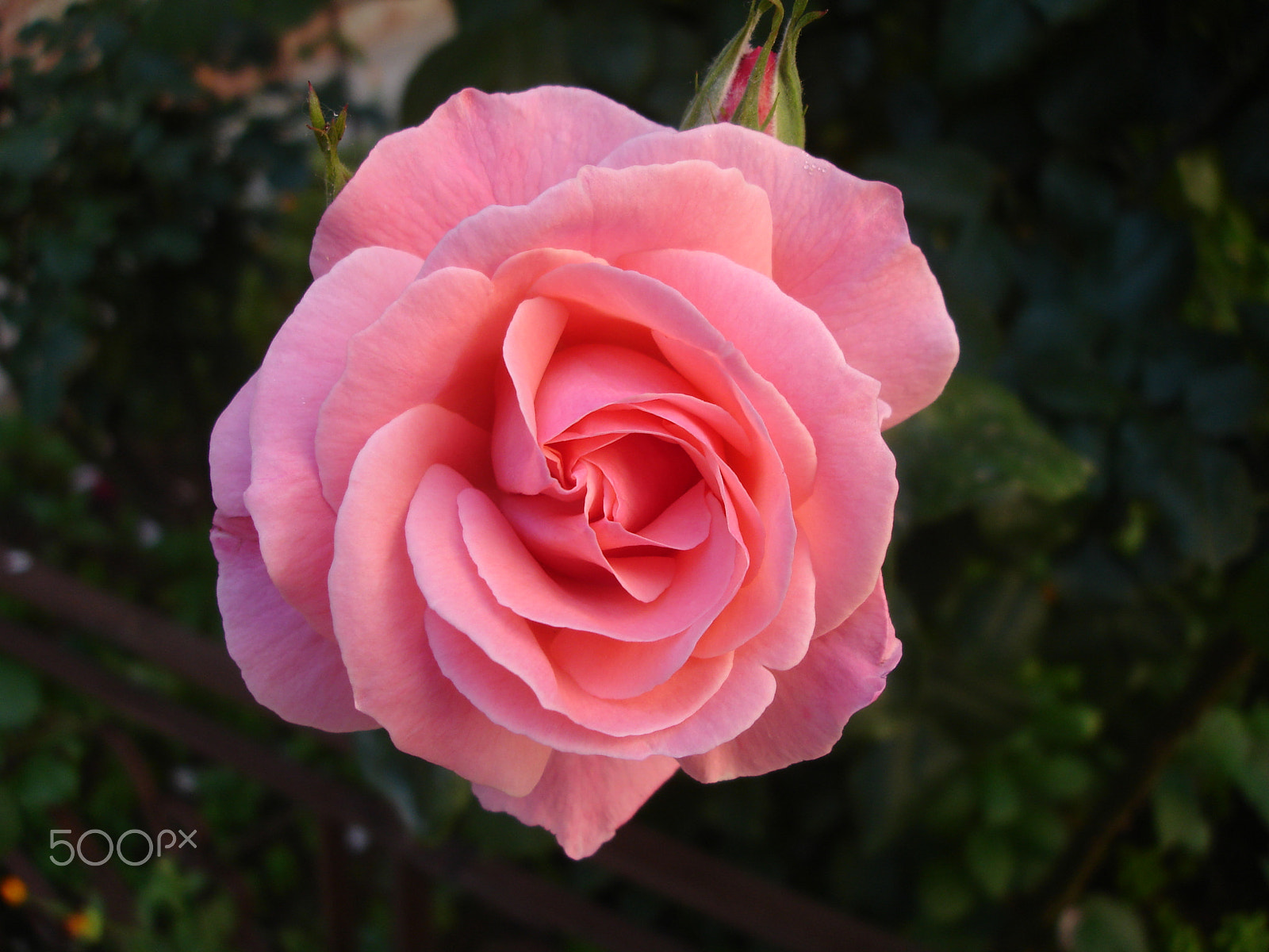 Sony DSC-W7 sample photo. Rose of rose photography