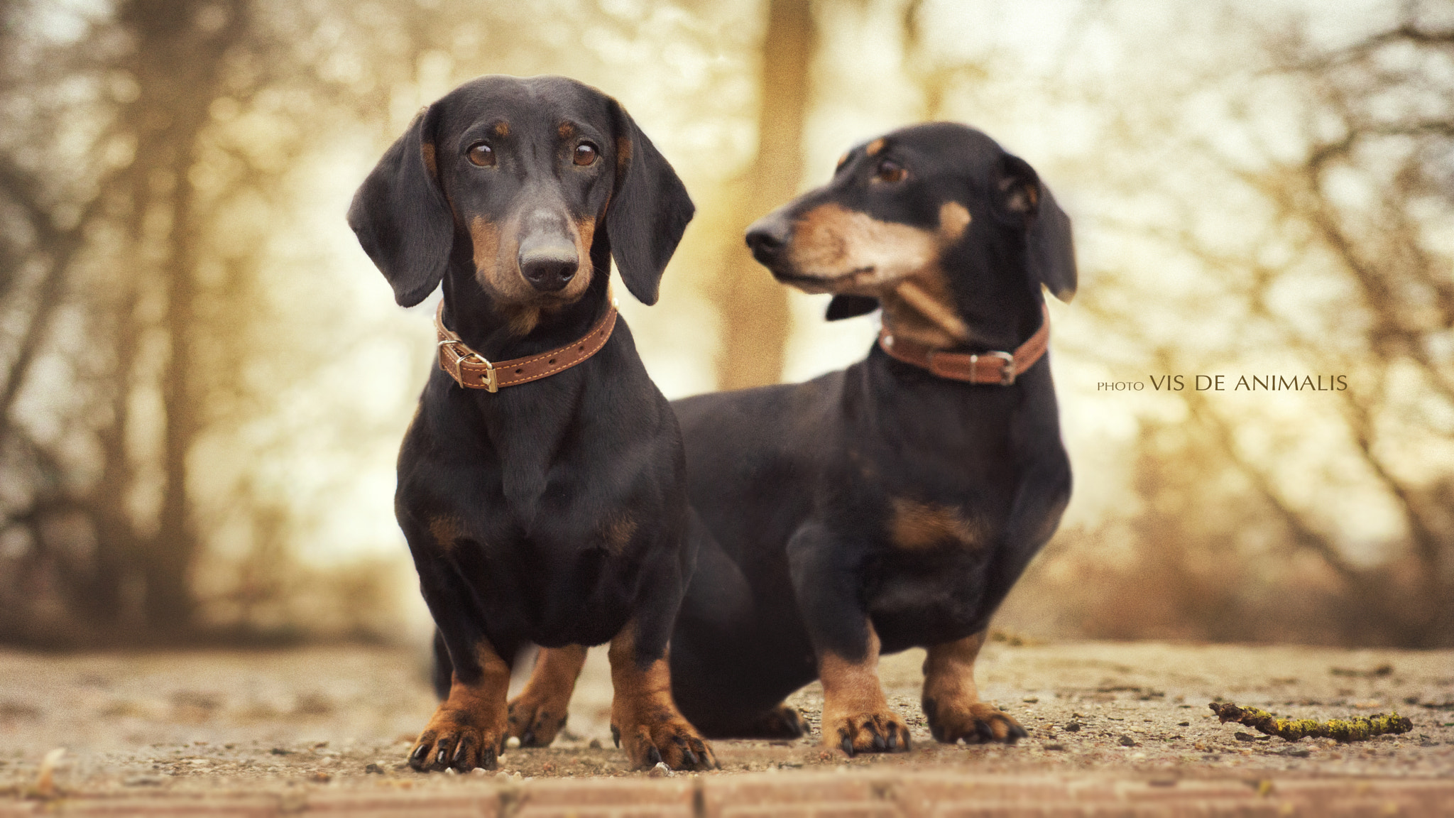 Canon EF 75-300mm f/4-5.6 USM sample photo. Dachshunds photography
