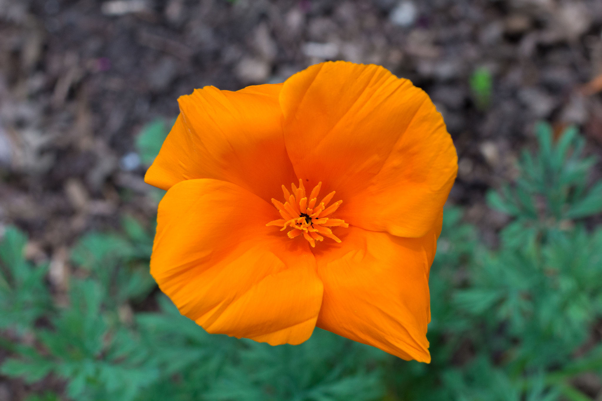 Canon EF 40mm F2.8 STM sample photo. California spring photography