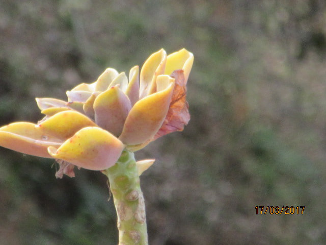 Canon PowerShot SX600 HS sample photo. Hill flower 1 photography