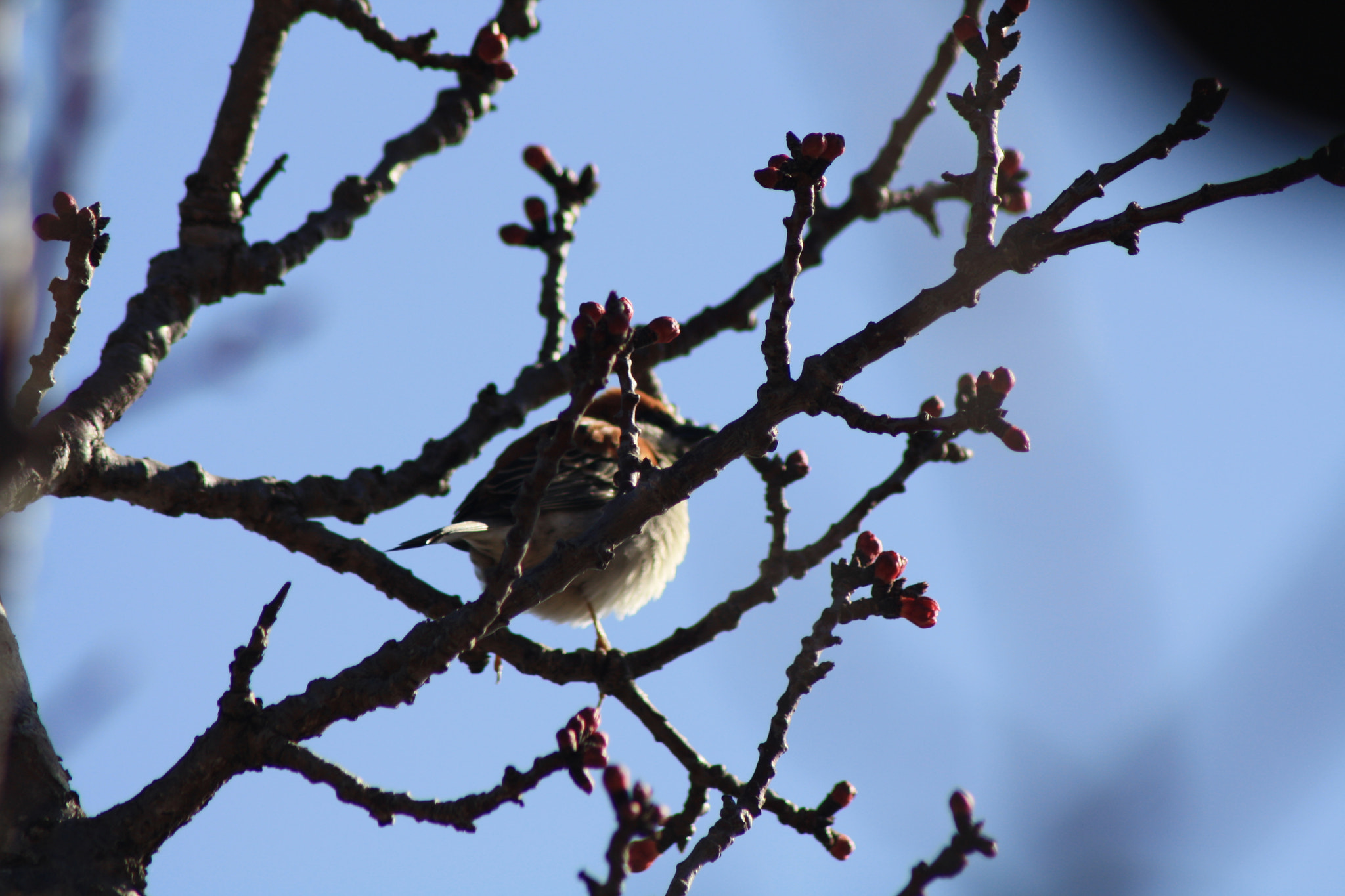 Canon EOS 1000D (EOS Digital Rebel XS / EOS Kiss F) sample photo. Earlybird photography
