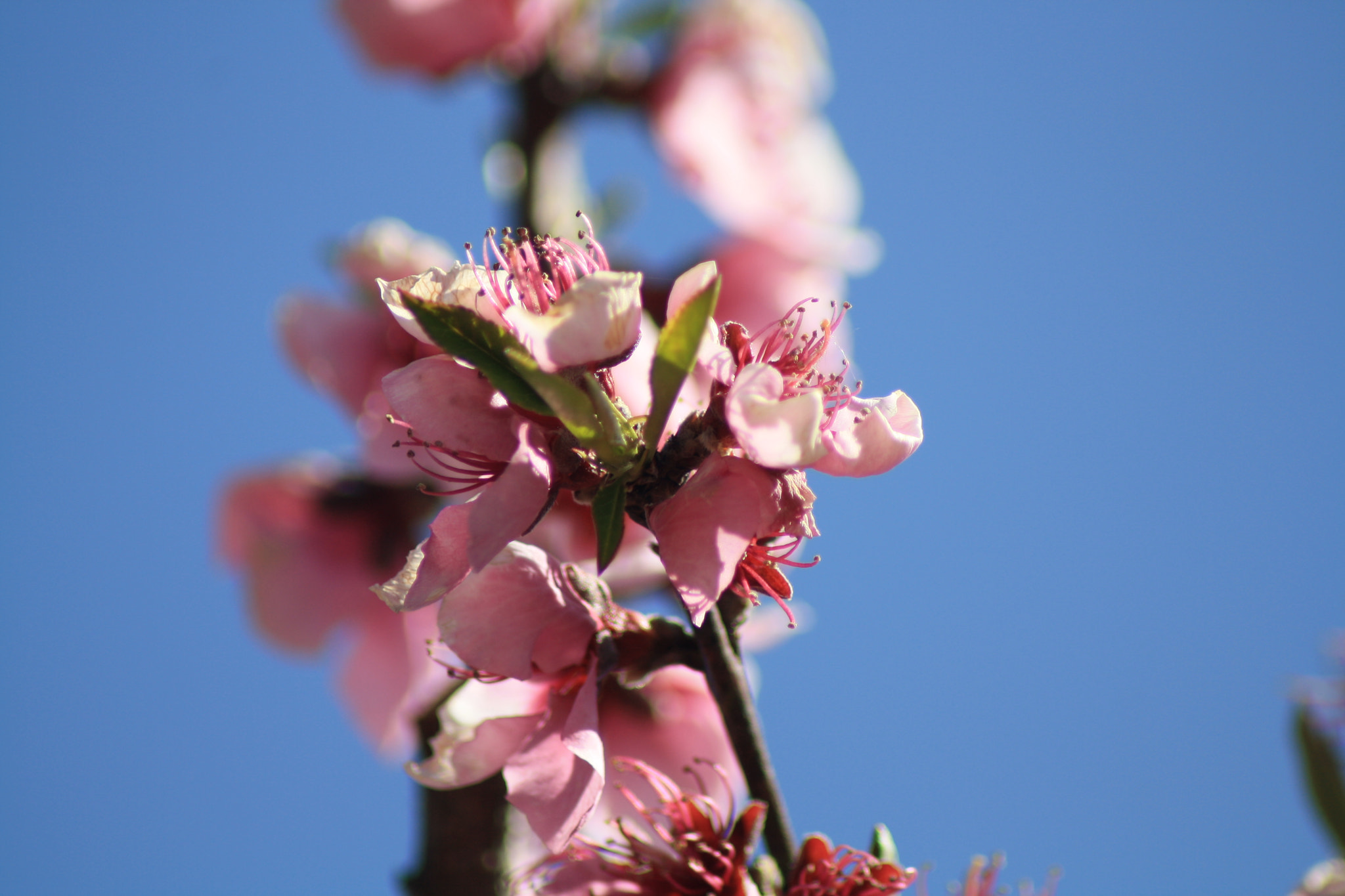 Canon EOS 1000D (EOS Digital Rebel XS / EOS Kiss F) sample photo. Fresh flowers photography