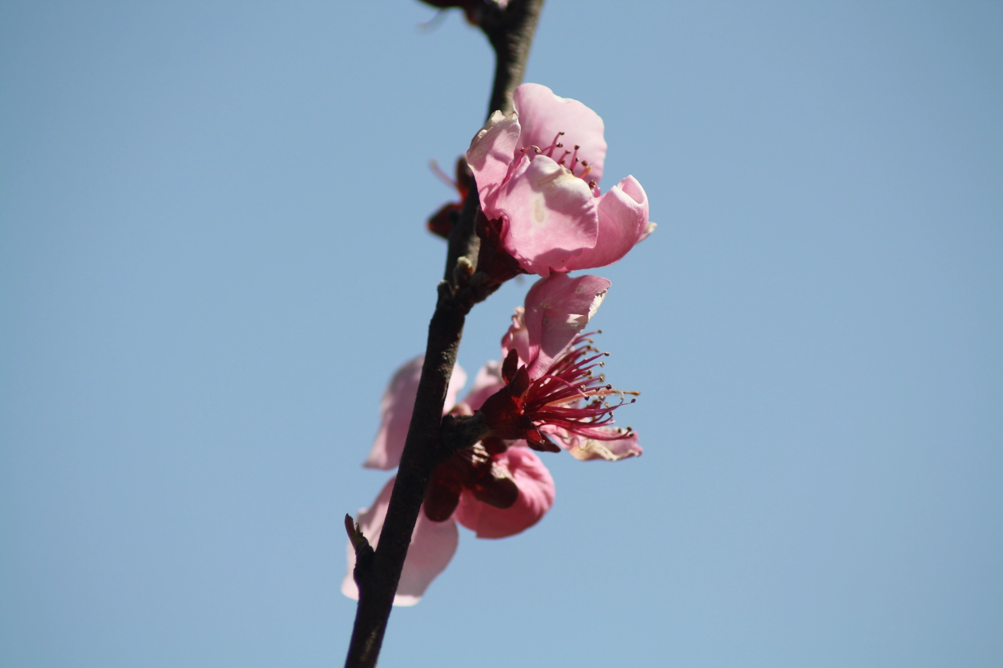 Canon EOS 1000D (EOS Digital Rebel XS / EOS Kiss F) sample photo. Blooms photography
