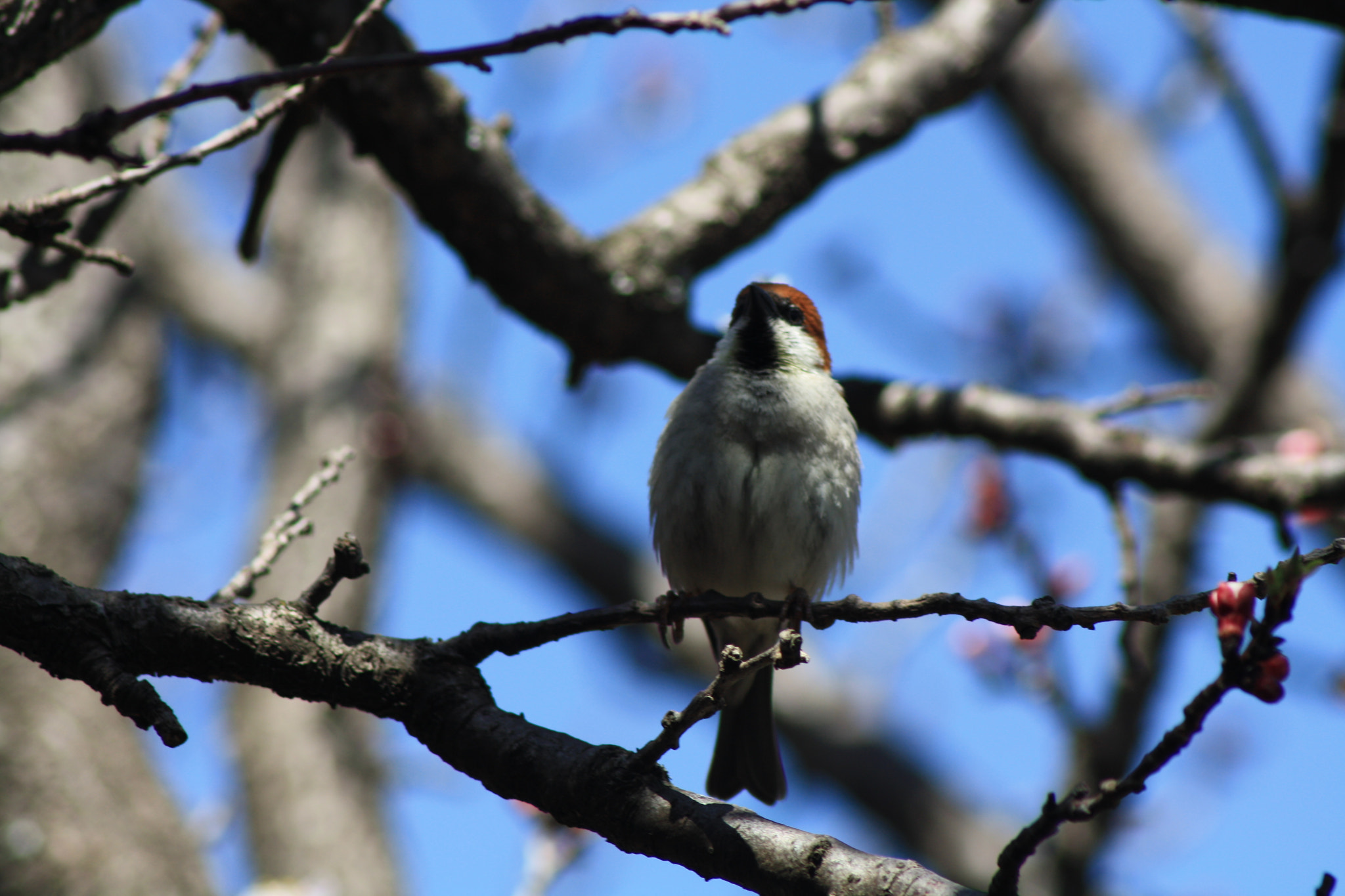Canon EOS 1000D (EOS Digital Rebel XS / EOS Kiss F) sample photo. Bird photography