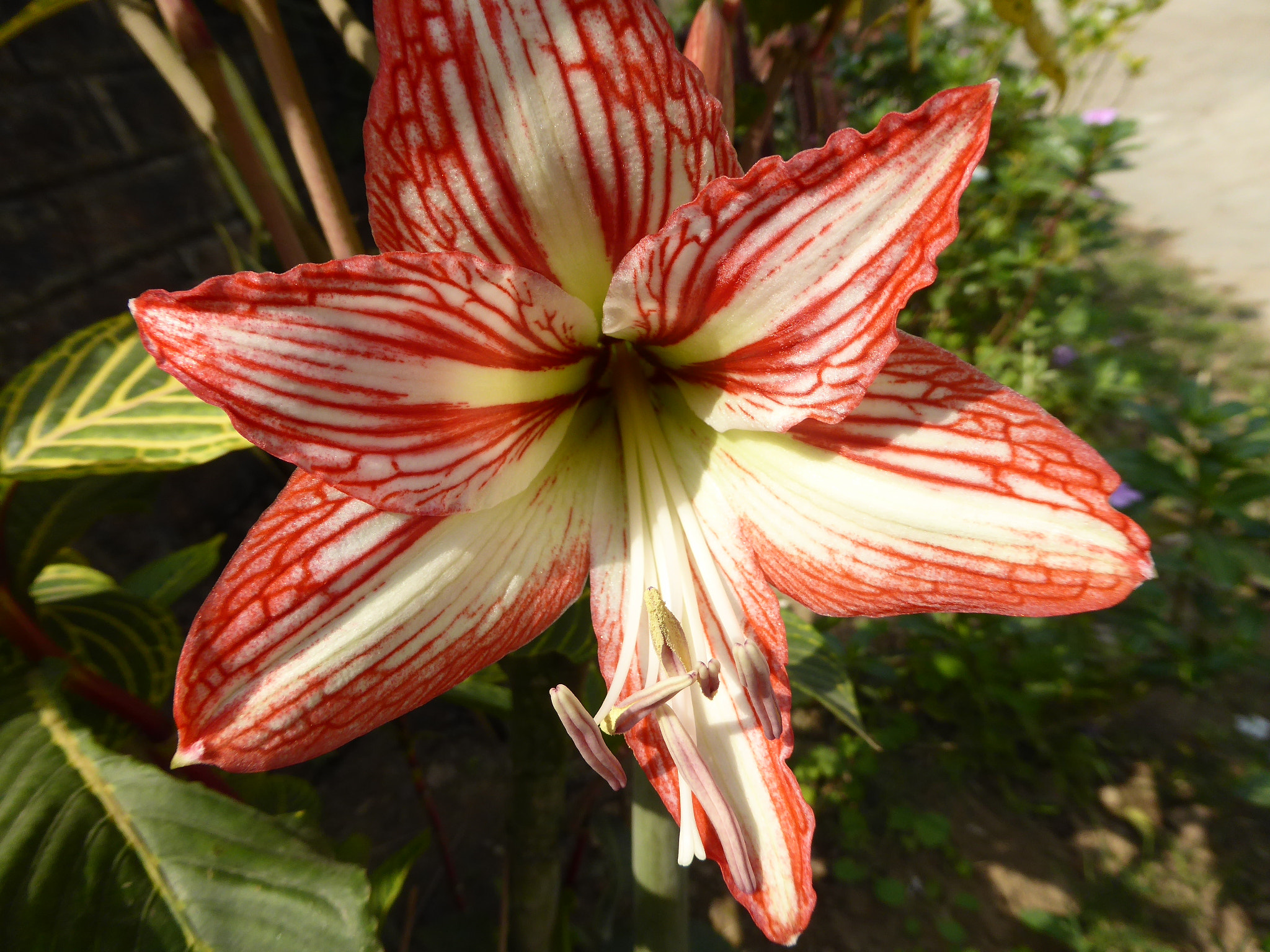 Panasonic Lumix DMC-ZS40 (Lumix DMC-TZ60) sample photo. Flowers photography