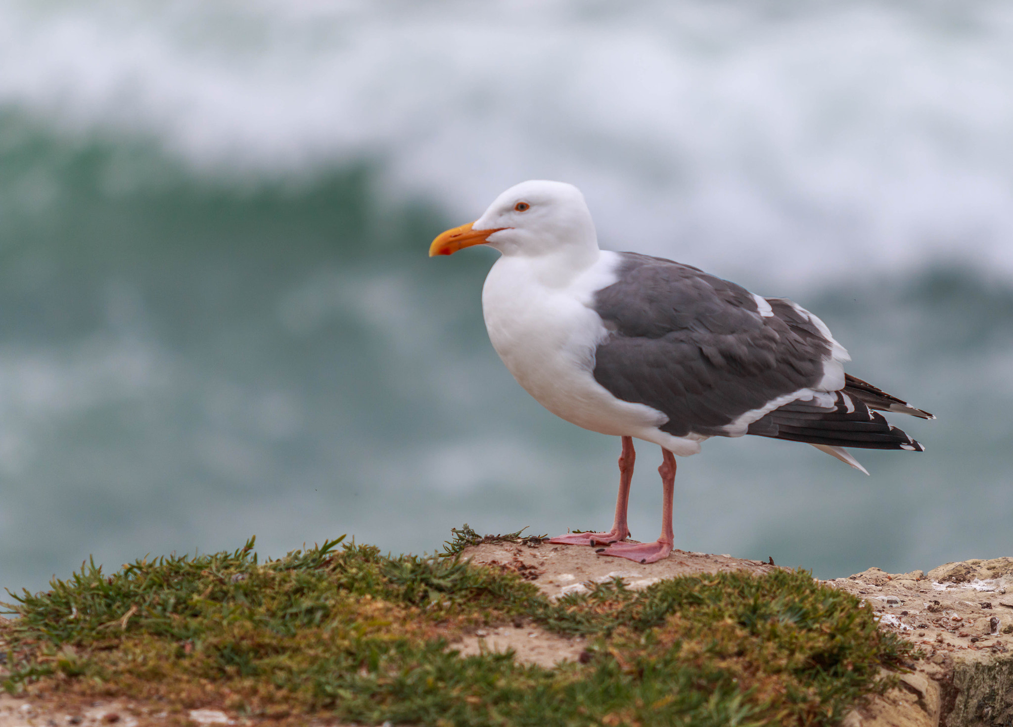 Canon EF 70-200mm F2.8L USM sample photo. The gull photography