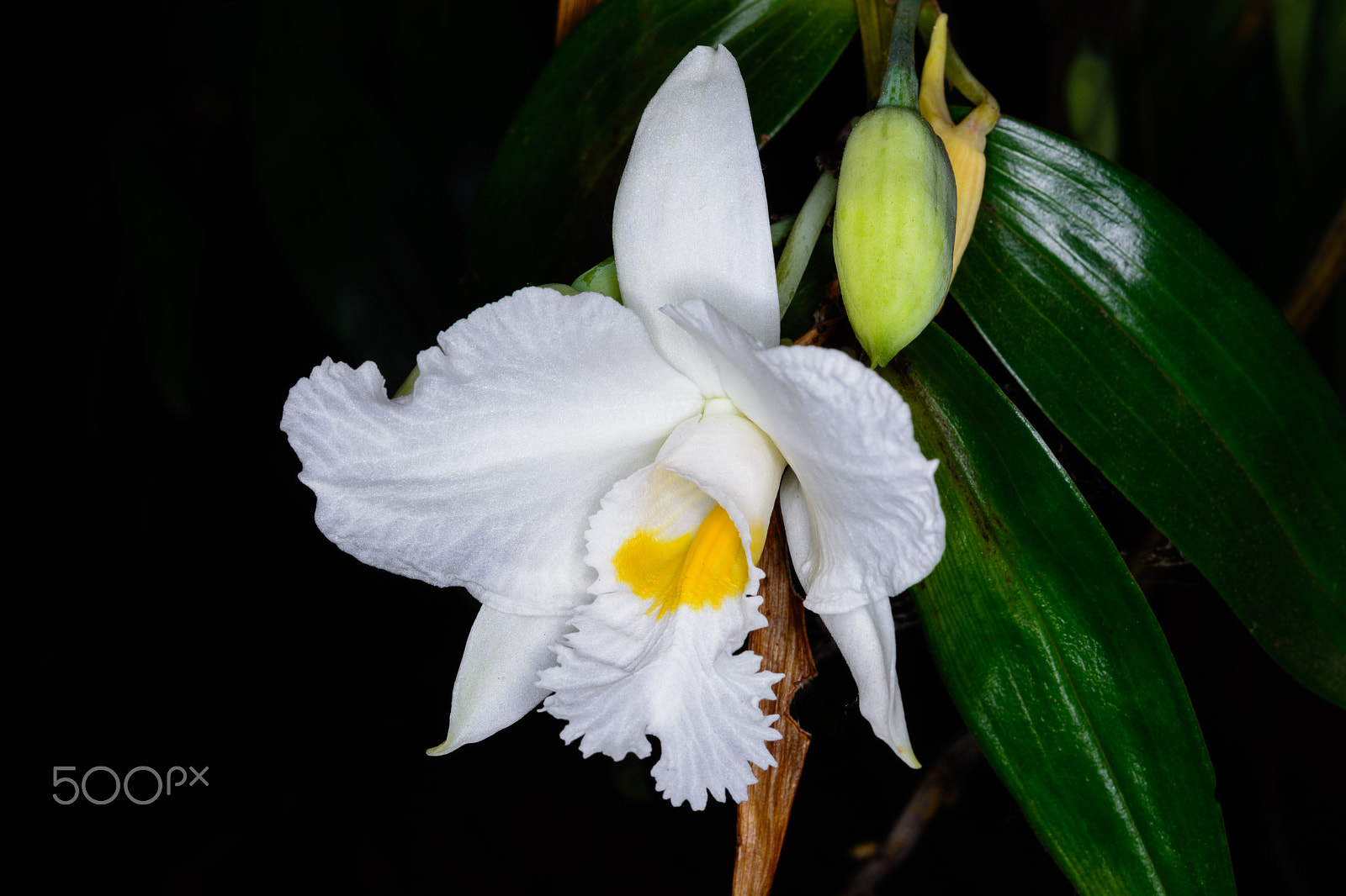 Nikon AF-S Micro-Nikkor 60mm F2.8G ED sample photo. Dendrobium infundibulum lindl. photography