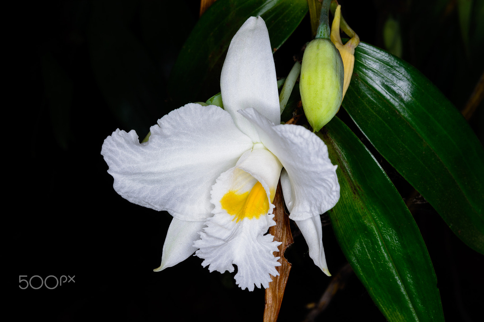 Nikon D5200 + Nikon AF-S Micro-Nikkor 60mm F2.8G ED sample photo. Dendrobium infundibulum lindl. photography