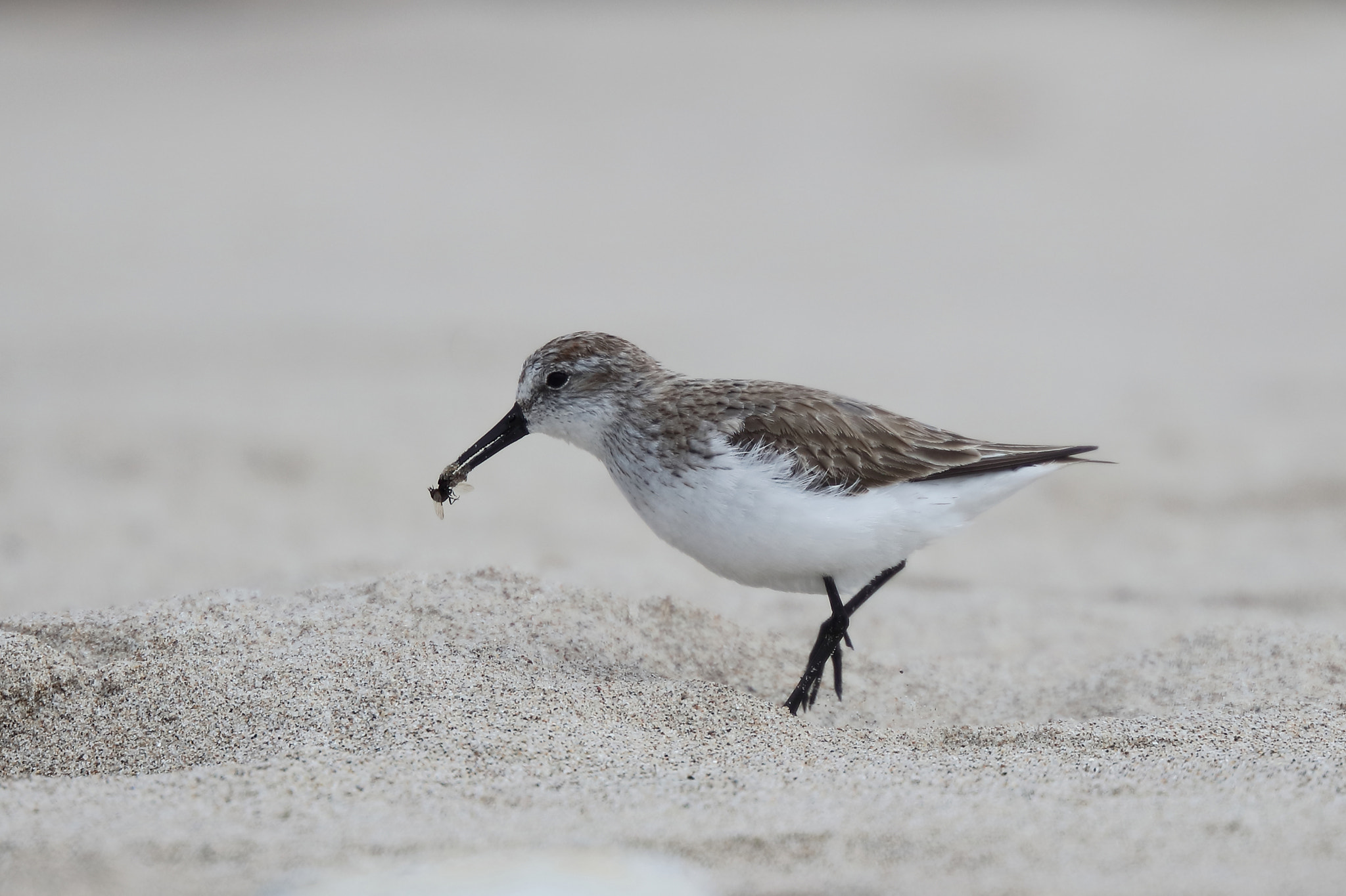 Canon EOS 5DS R + Canon EF 200mm F2L IS USM sample photo. Western sandpiper photography