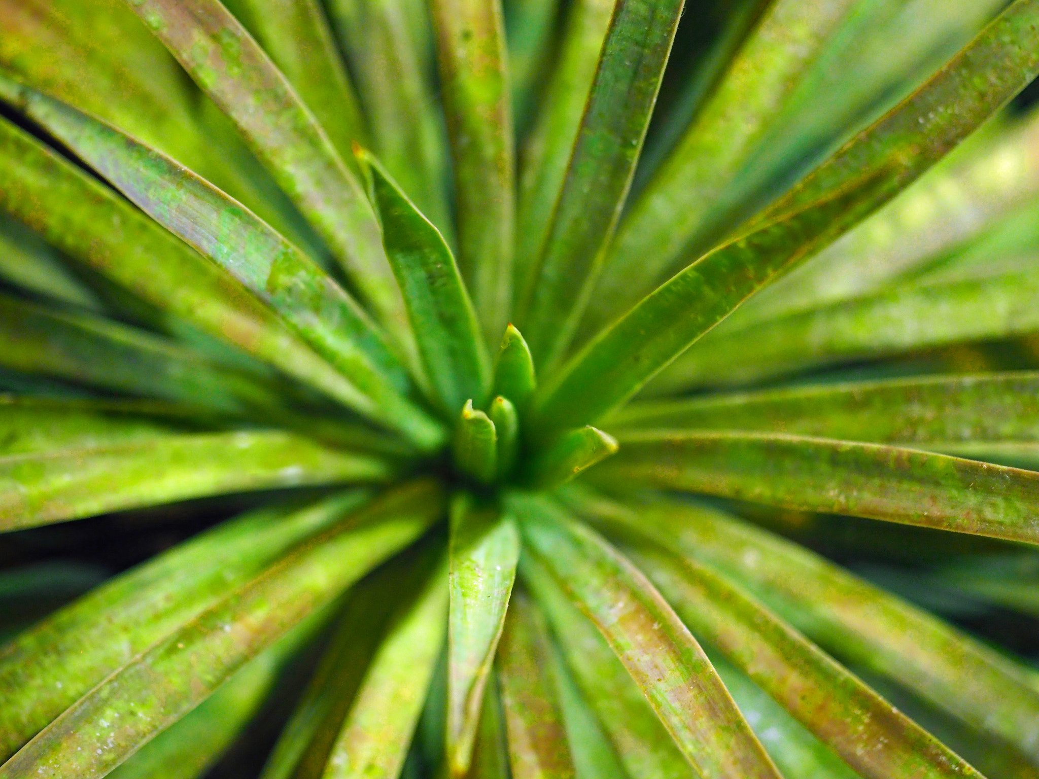 Olympus PEN-F sample photo. Green leaf. photography