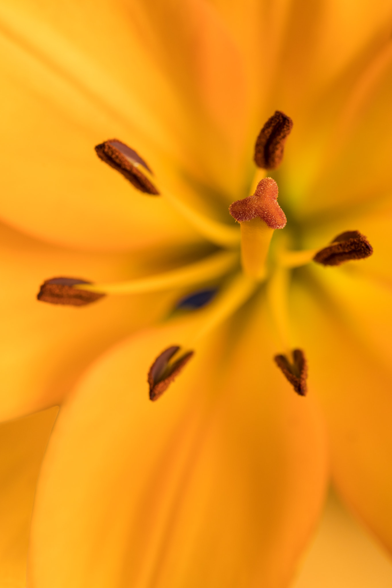 Sigma 105mm F2.8 EX DG OS HSM sample photo. Lily photography