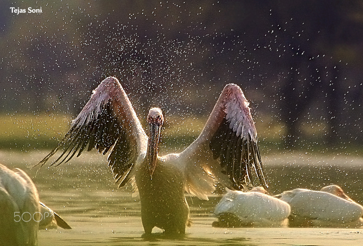 Canon EOS 550D (EOS Rebel T2i / EOS Kiss X4) sample photo. Great white pelican photography