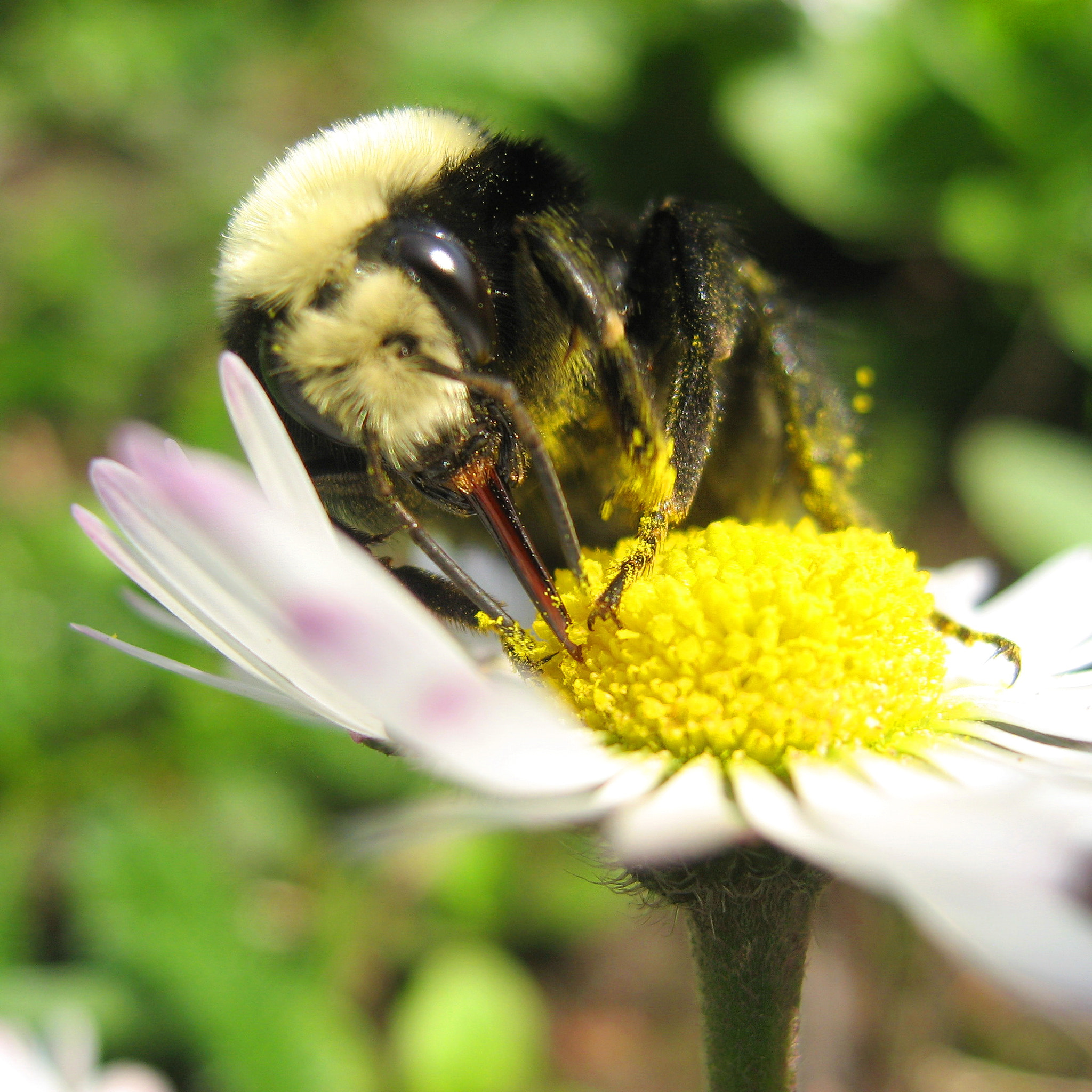 Canon POWERSHOT SD700 IS sample photo. Oregon spring bumblebee photography