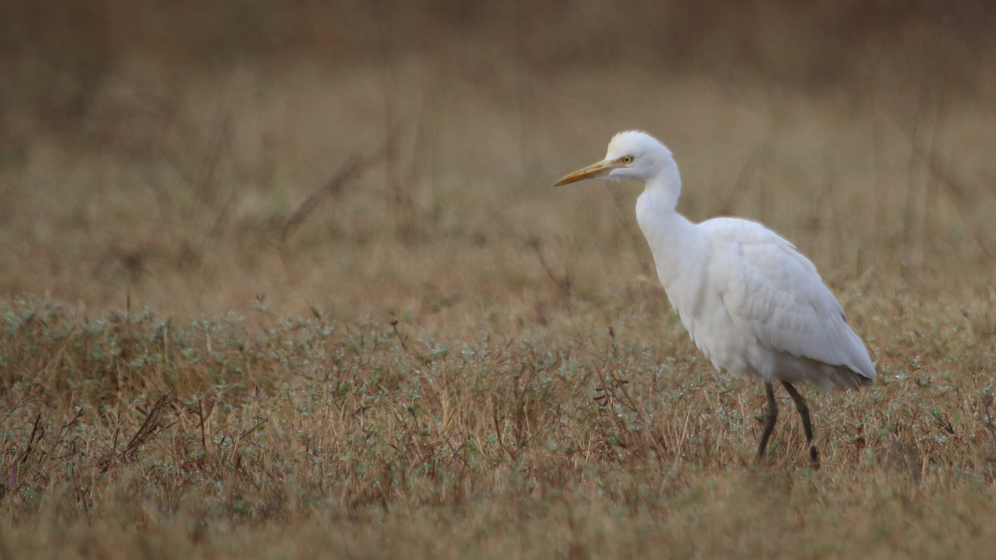 Canon EOS 70D + Canon EF 100-400mm F4.5-5.6L IS USM sample photo. Expose me properly!!! i am white... photography