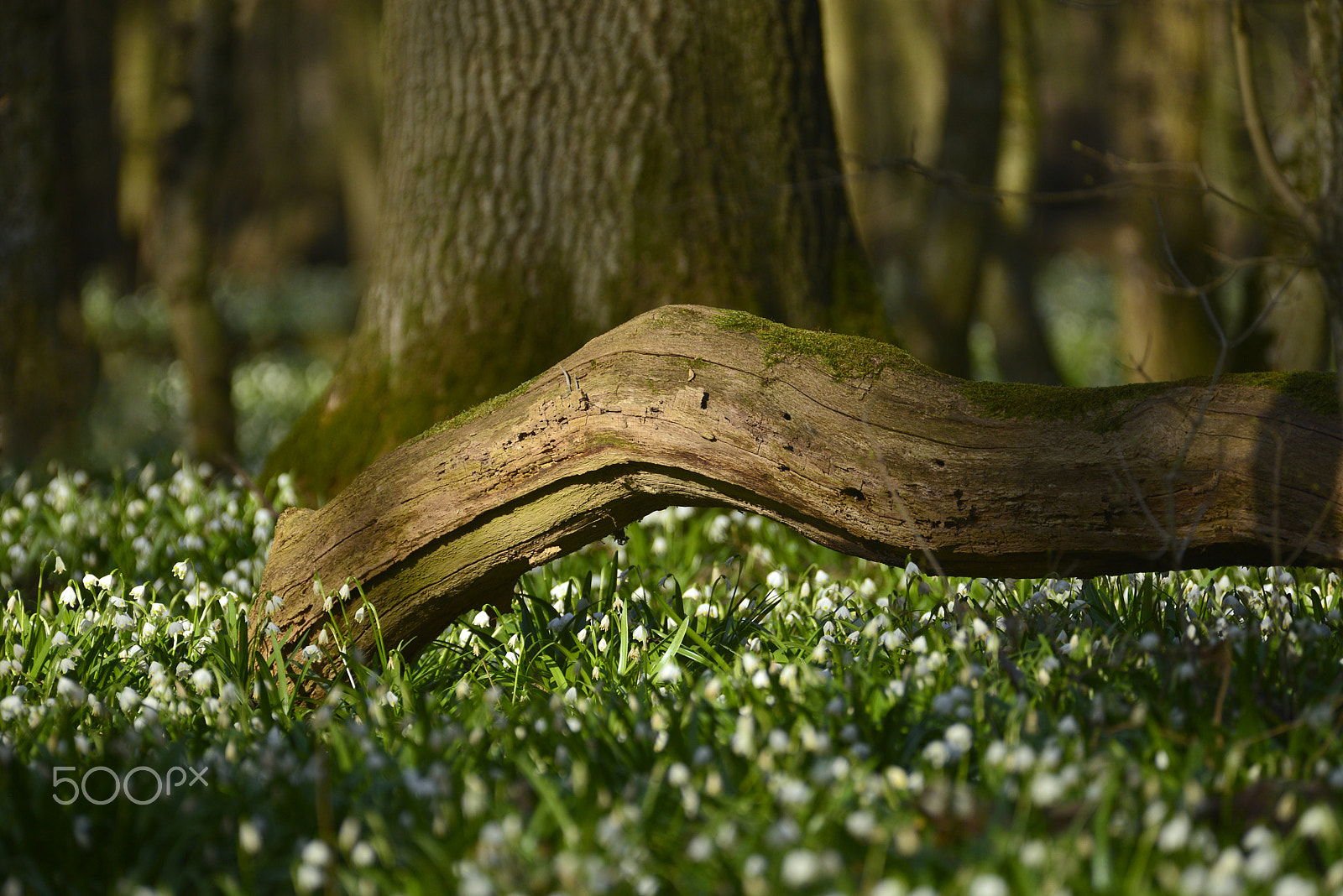 Nikon D610 + Sigma APO Tele Macro 400mm F5.6 sample photo. Forest lights photography