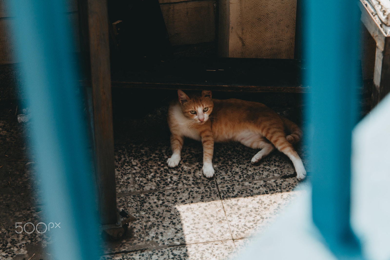 Canon EOS 650D (EOS Rebel T4i / EOS Kiss X6i) sample photo. Meow | belgrade. serbia photography