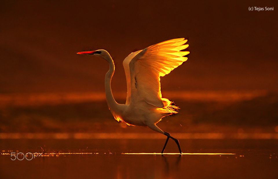 Canon EF 100-400mm F4.5-5.6L IS USM sample photo. Great egret photography