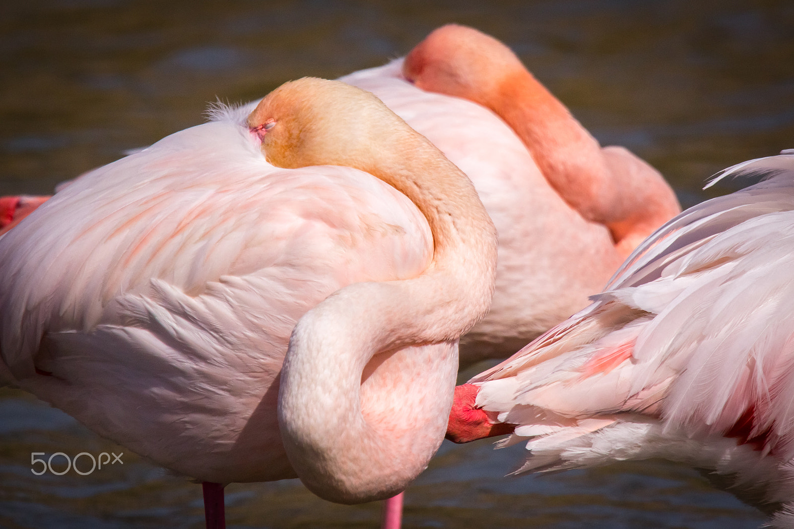 Canon EOS 60D sample photo. Pink flamingos at rest photography