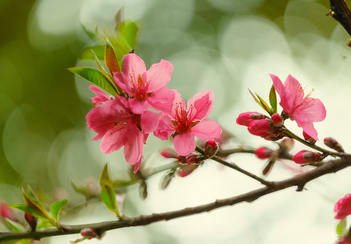 Sony FE 70-300mm F4.5-5.6 G OSS sample photo. Cherryblossom photography