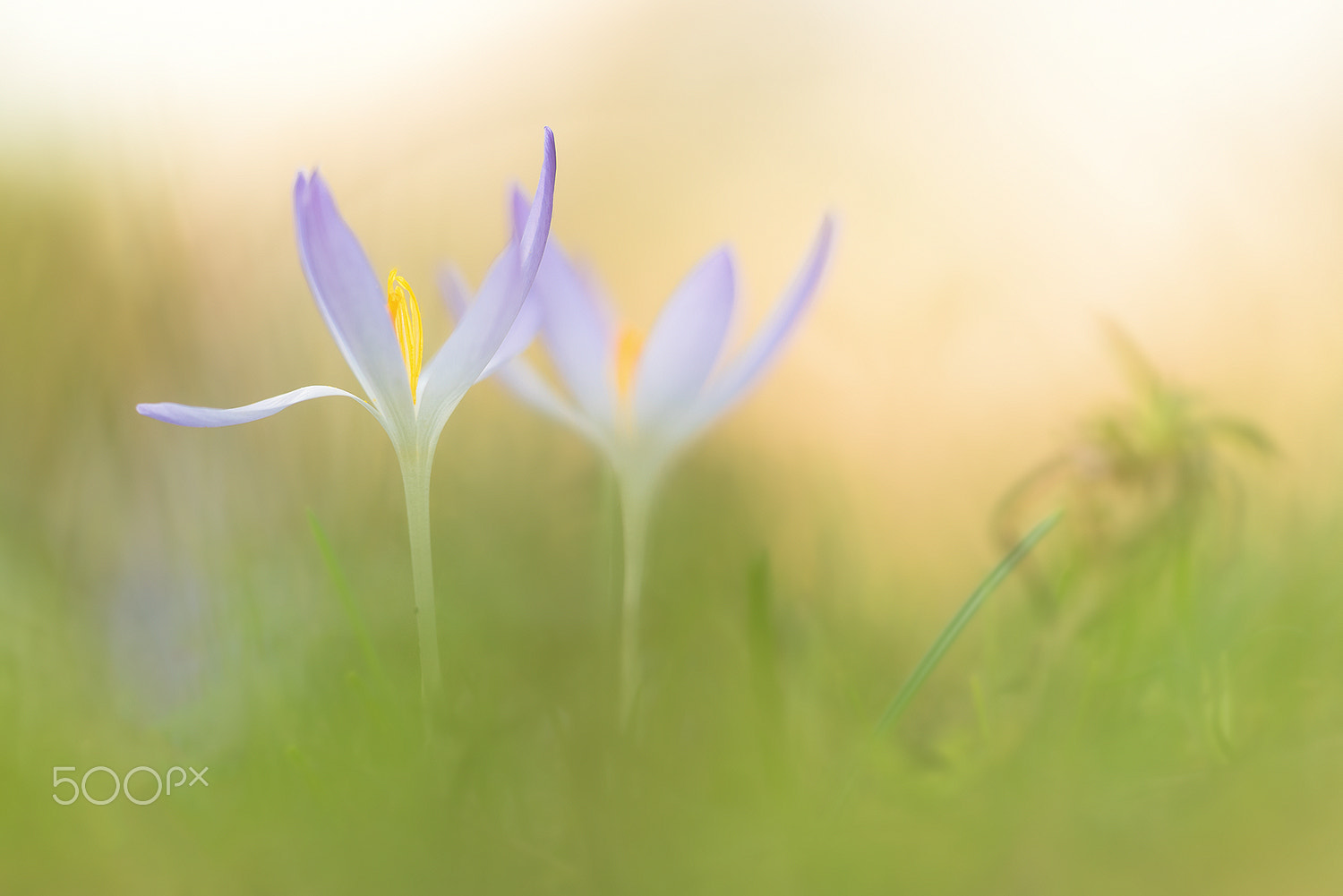 Sigma 150mm F2.8 EX DG Macro HSM sample photo. Springtime photography