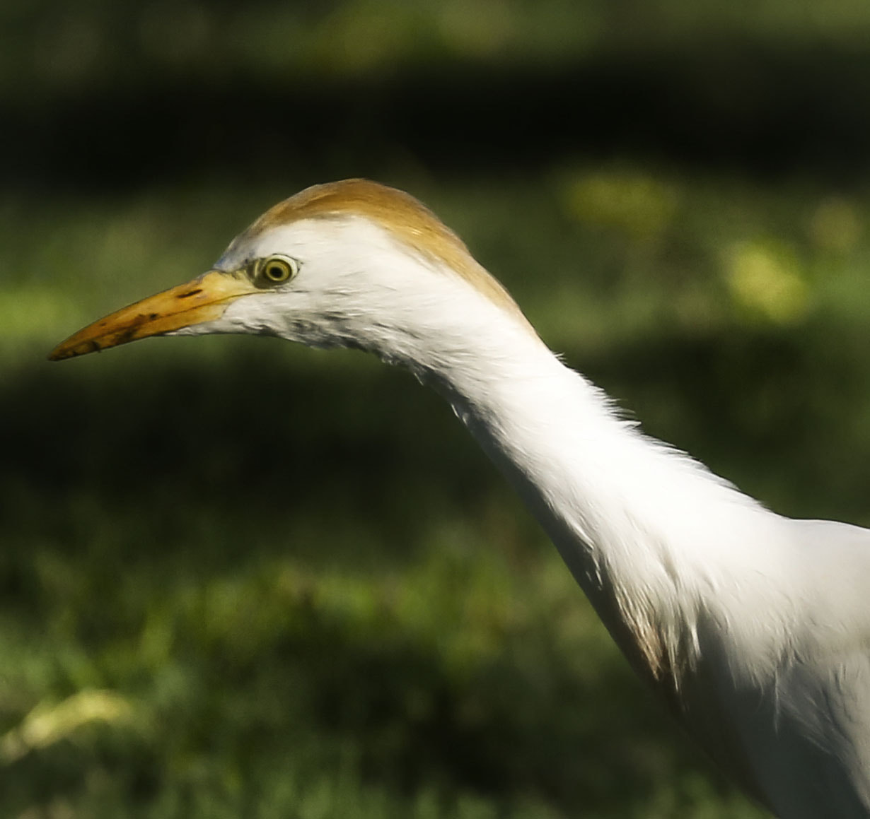 Canon EF 70-300mm F4-5.6L IS USM sample photo. Cattle egret photography