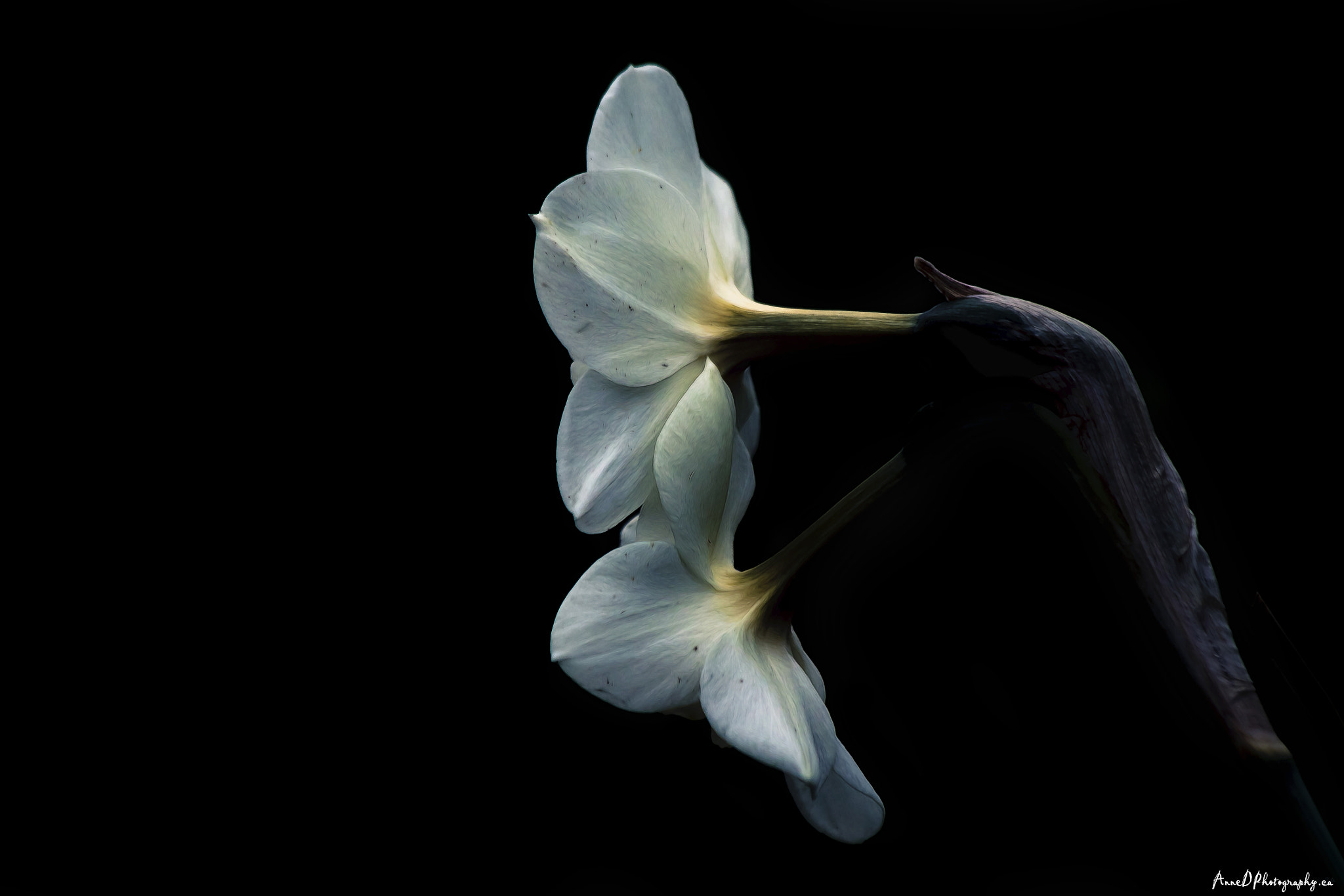 Canon EF 70-300mm F4-5.6 IS USM sample photo. Natures night light photography
