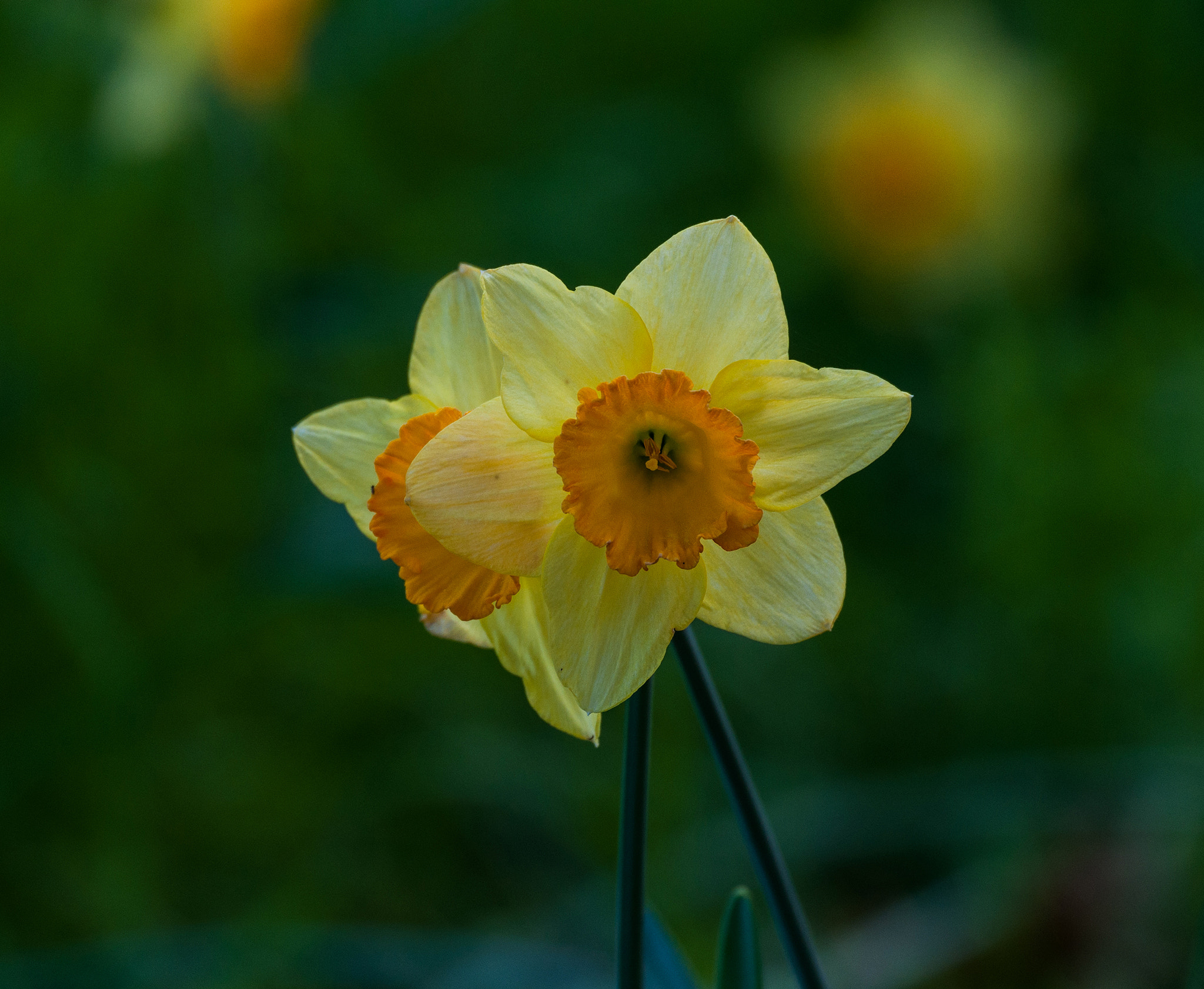 Nikon D90 sample photo. Narcissus photography