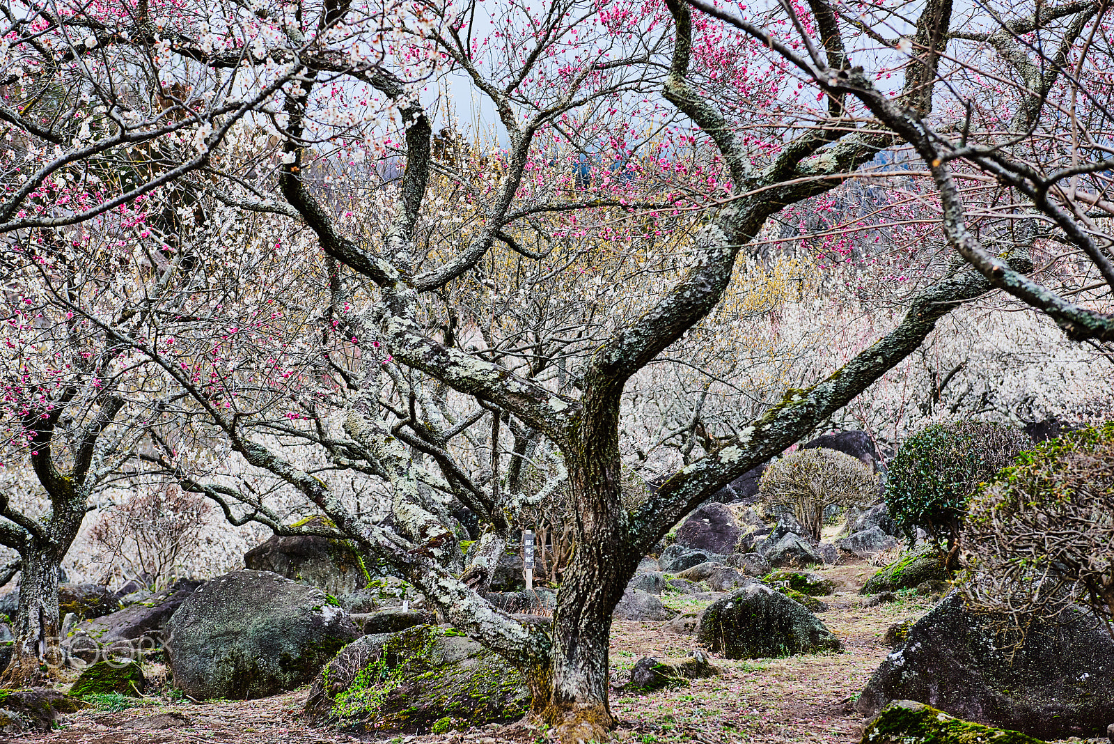 Nikon AF-S Nikkor 24-70mm F2.8G ED sample photo. Pale spring photography