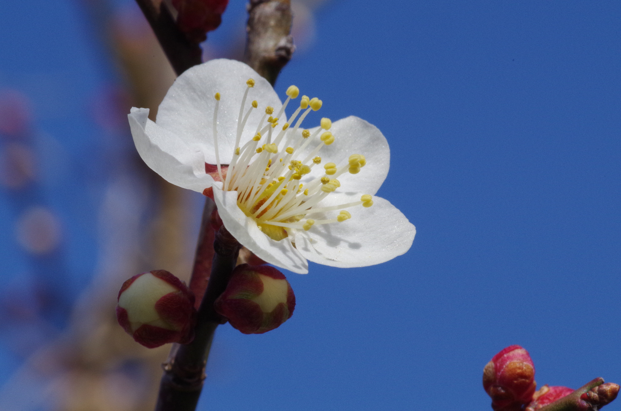 Pentax K-50 + Pentax smc D-FA 100mm F2.8 Macro WR sample photo