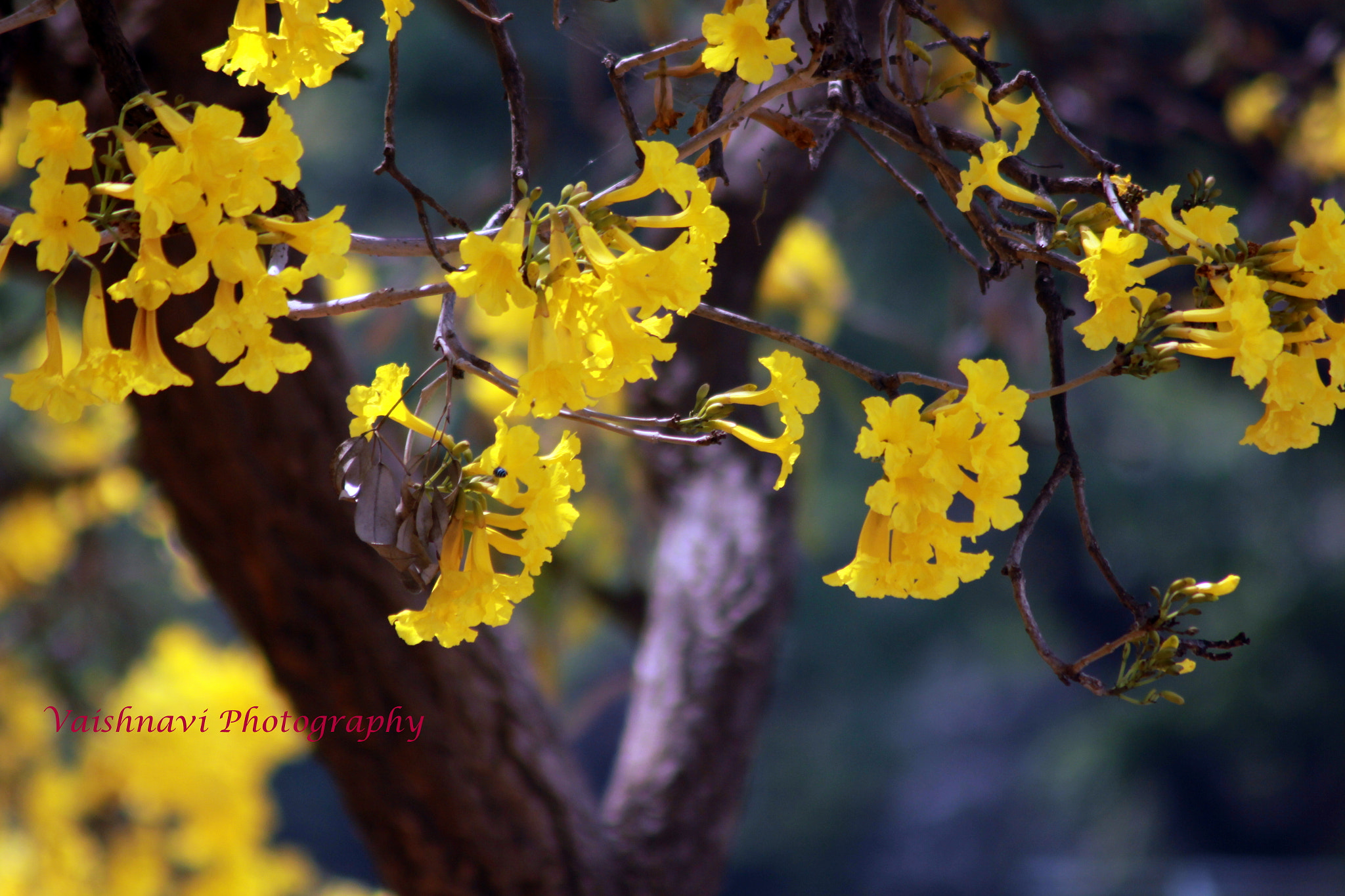 Canon EOS 550D (EOS Rebel T2i / EOS Kiss X4) sample photo. Bengaluru spring photography