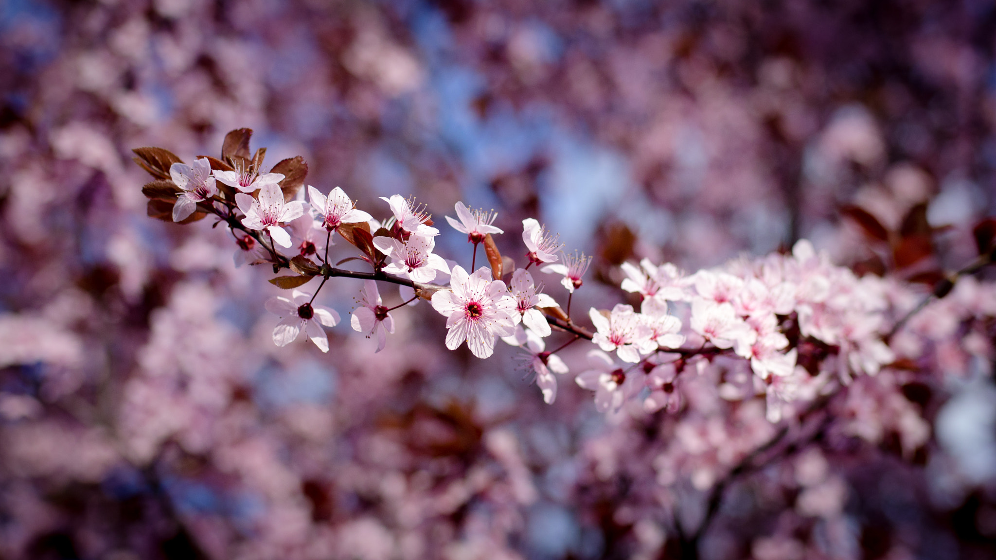 Pentax K-5 + Sigma 35mm F1.4 DG HSM Art sample photo. Spring-break photography