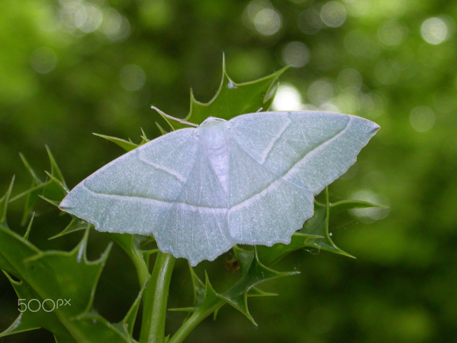 Nikon E4500 sample photo. Light emerald photography