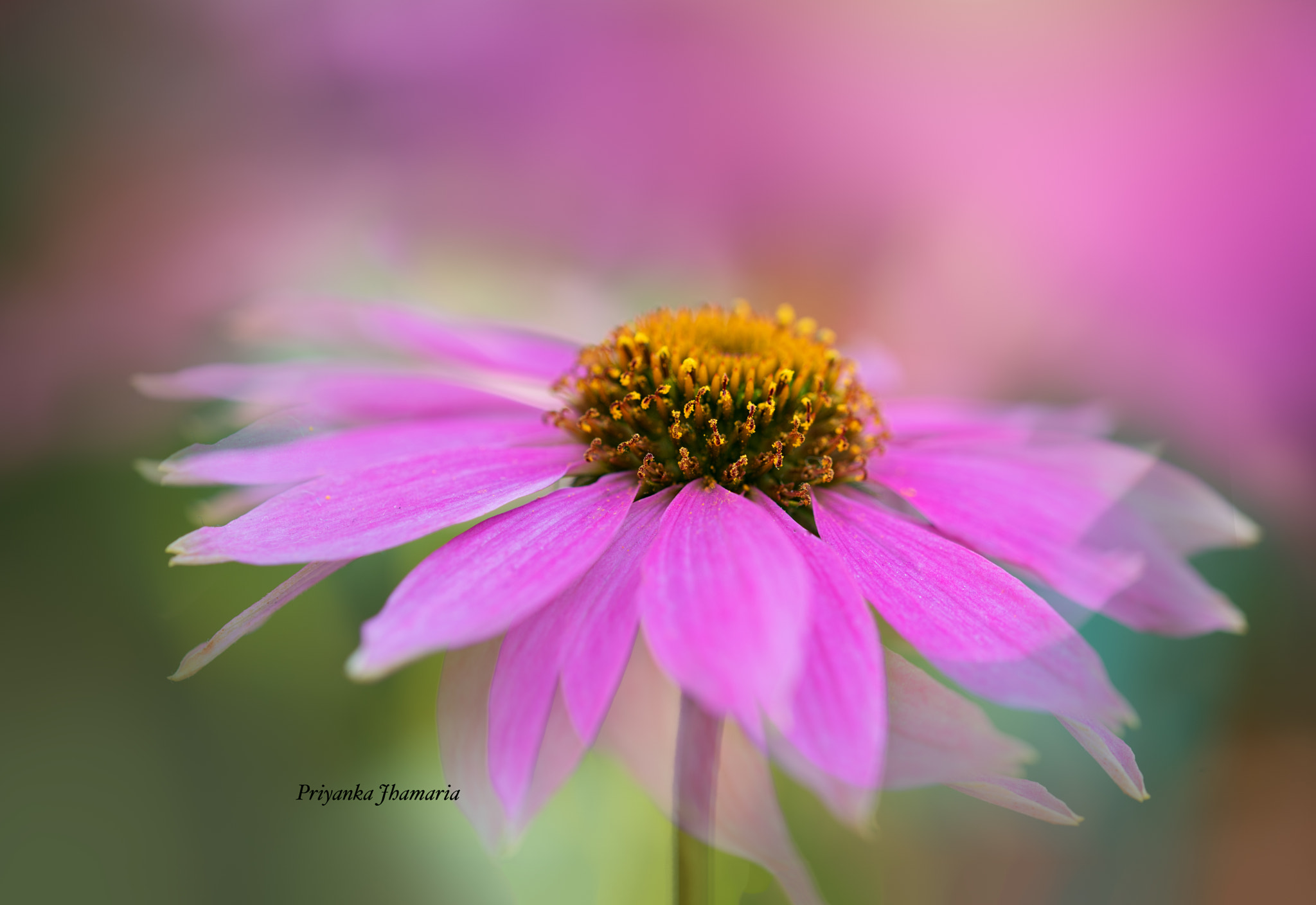 Sigma 105mm F2.8 EX DG OS HSM sample photo. Twirl photography